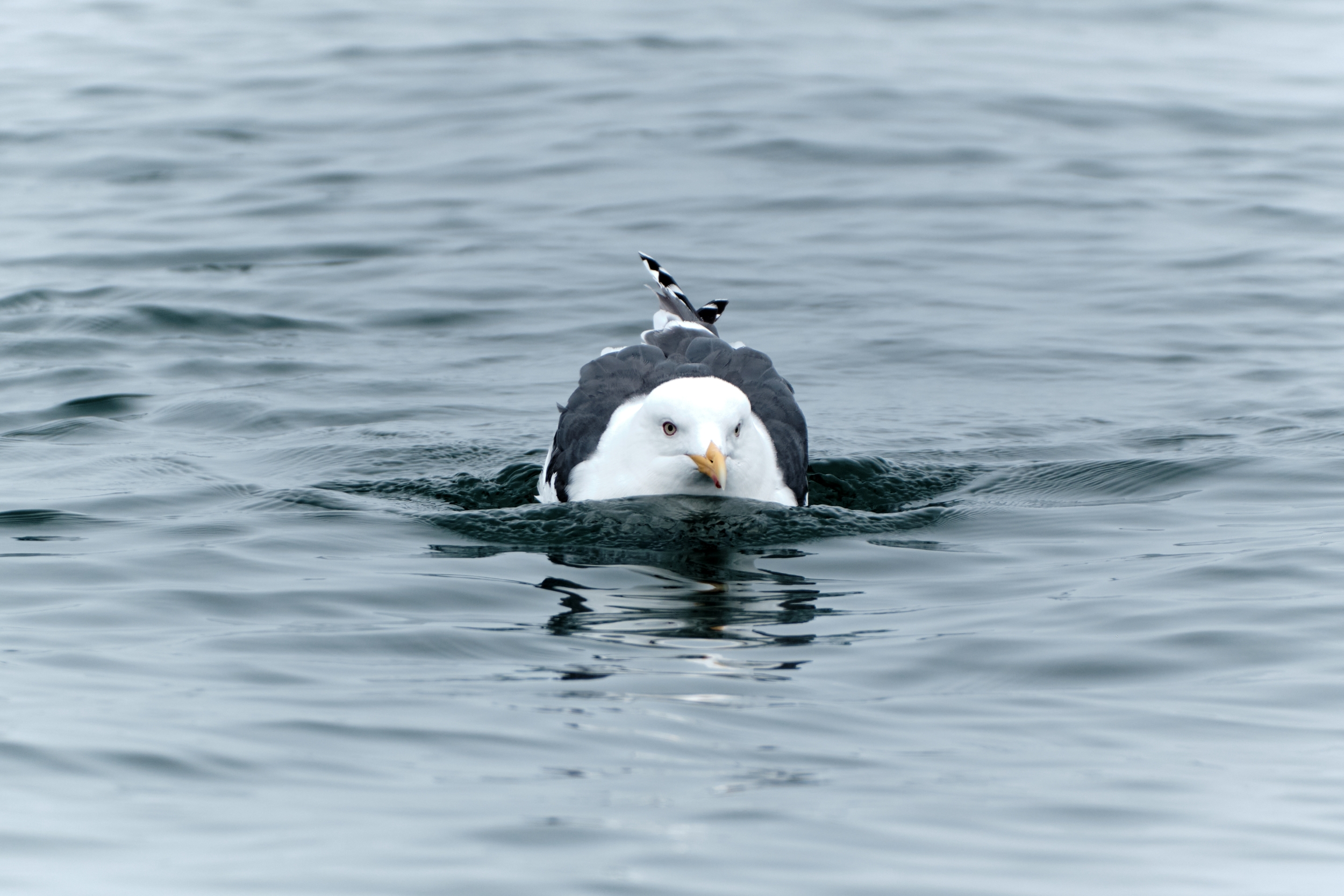 , Багурский Алексей