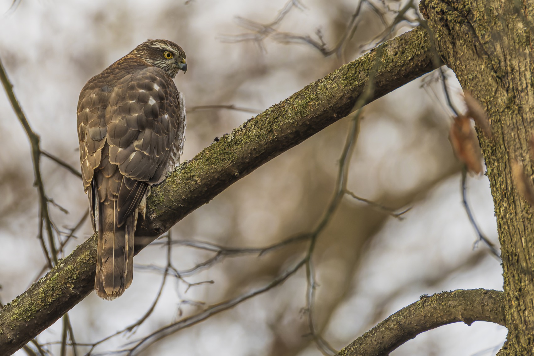перепелятник, ястреб, птицы, ястреб перепелятник, ястреб-перепелятник, Ruslan Pl