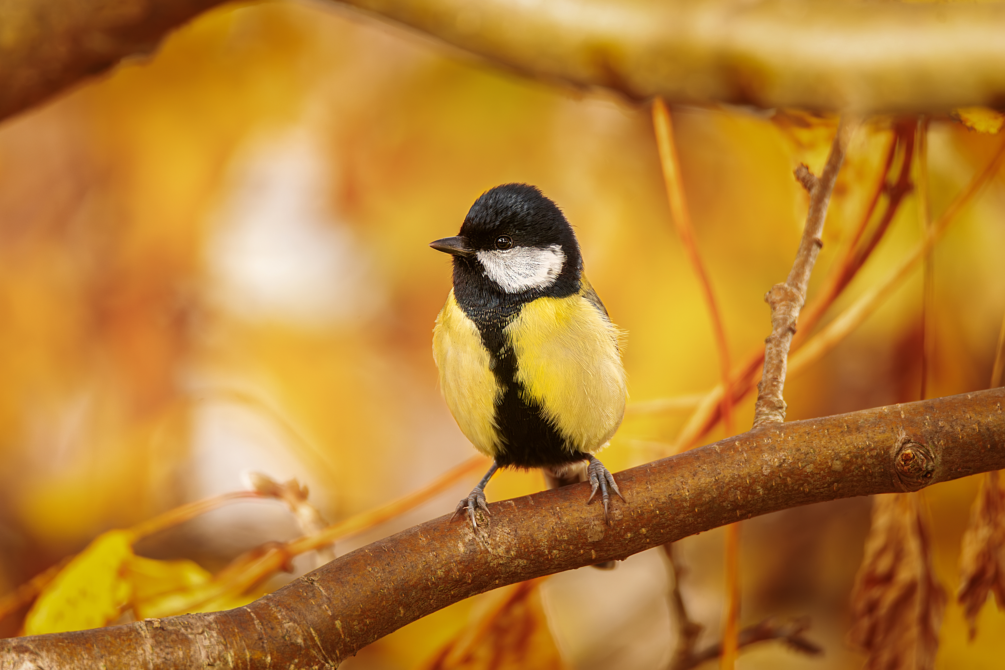 , Корнеев Алексей