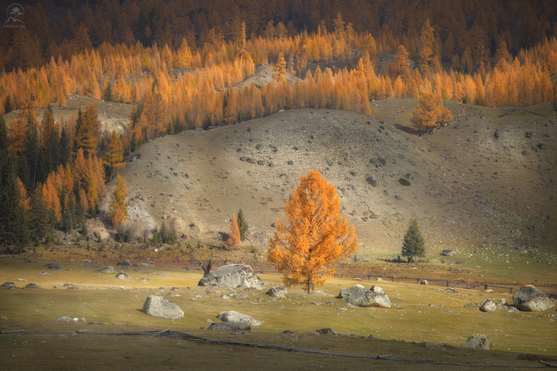 алтай, лиственницы, осень, горы, горный алтай, республика алтай, кош-агач, фототур на алтай, осенний фототур на алтай, Гордиенко Анатолий