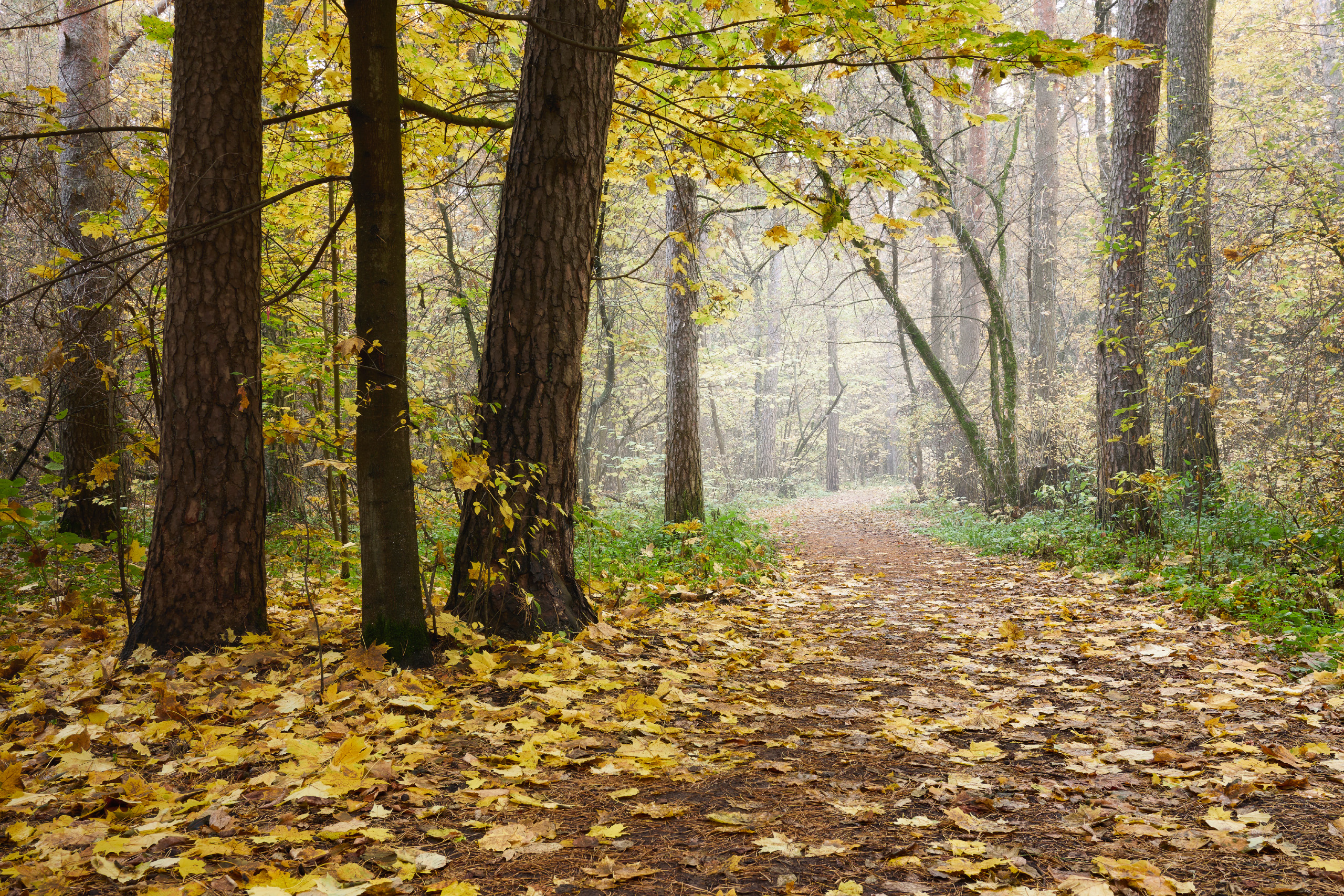 лес, деревья, листва, осень, Валерий Вождаев