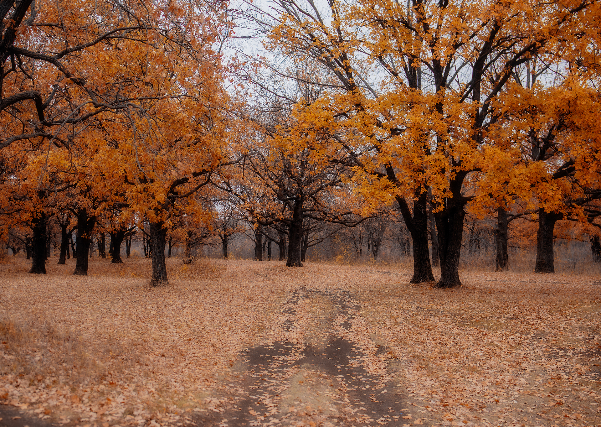 , Дзюба Нелли