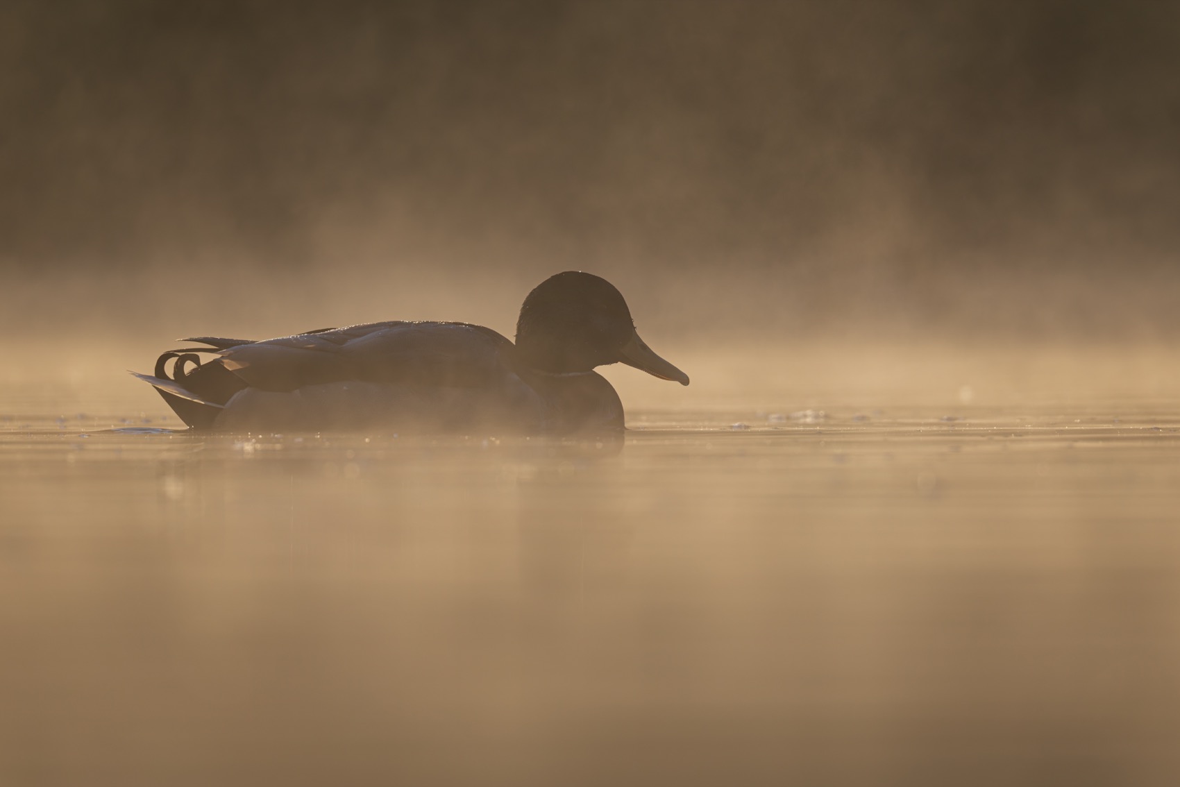 кряква, утка, птицы, туман, Ruslan Pl
