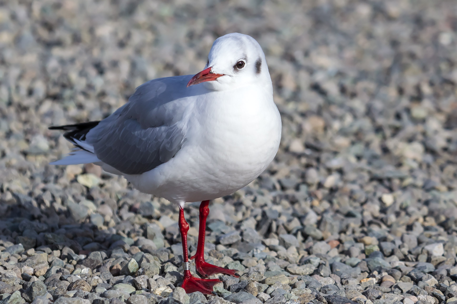 озерная чайка, птица, зимний наряд, Уткин Дмитрий