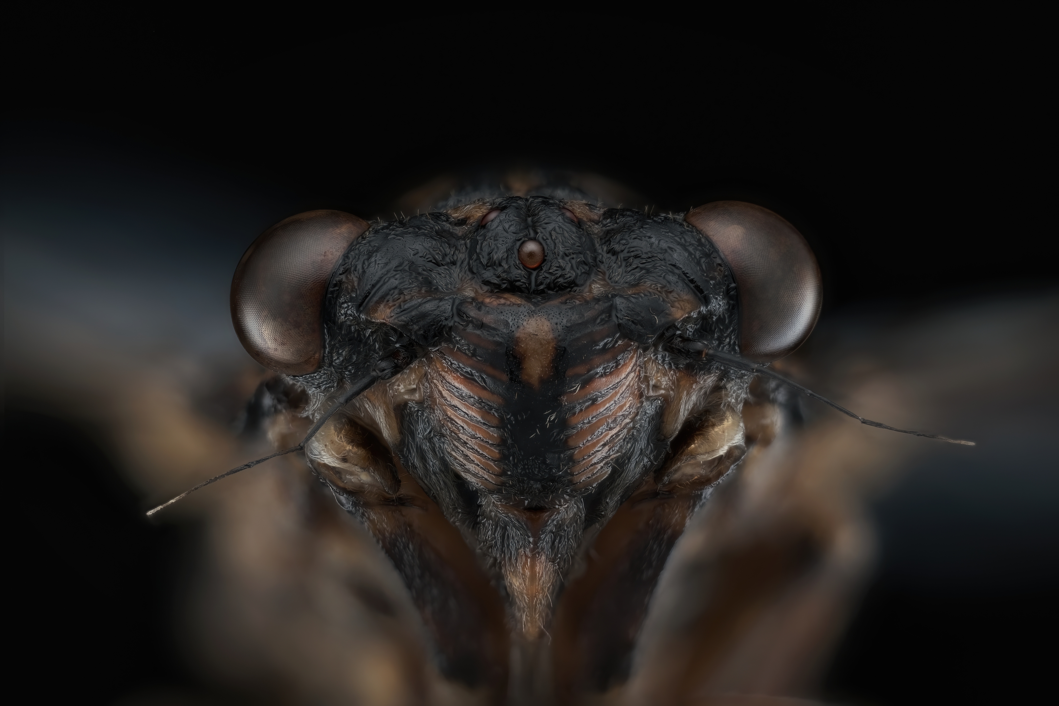 , Антон Орленко