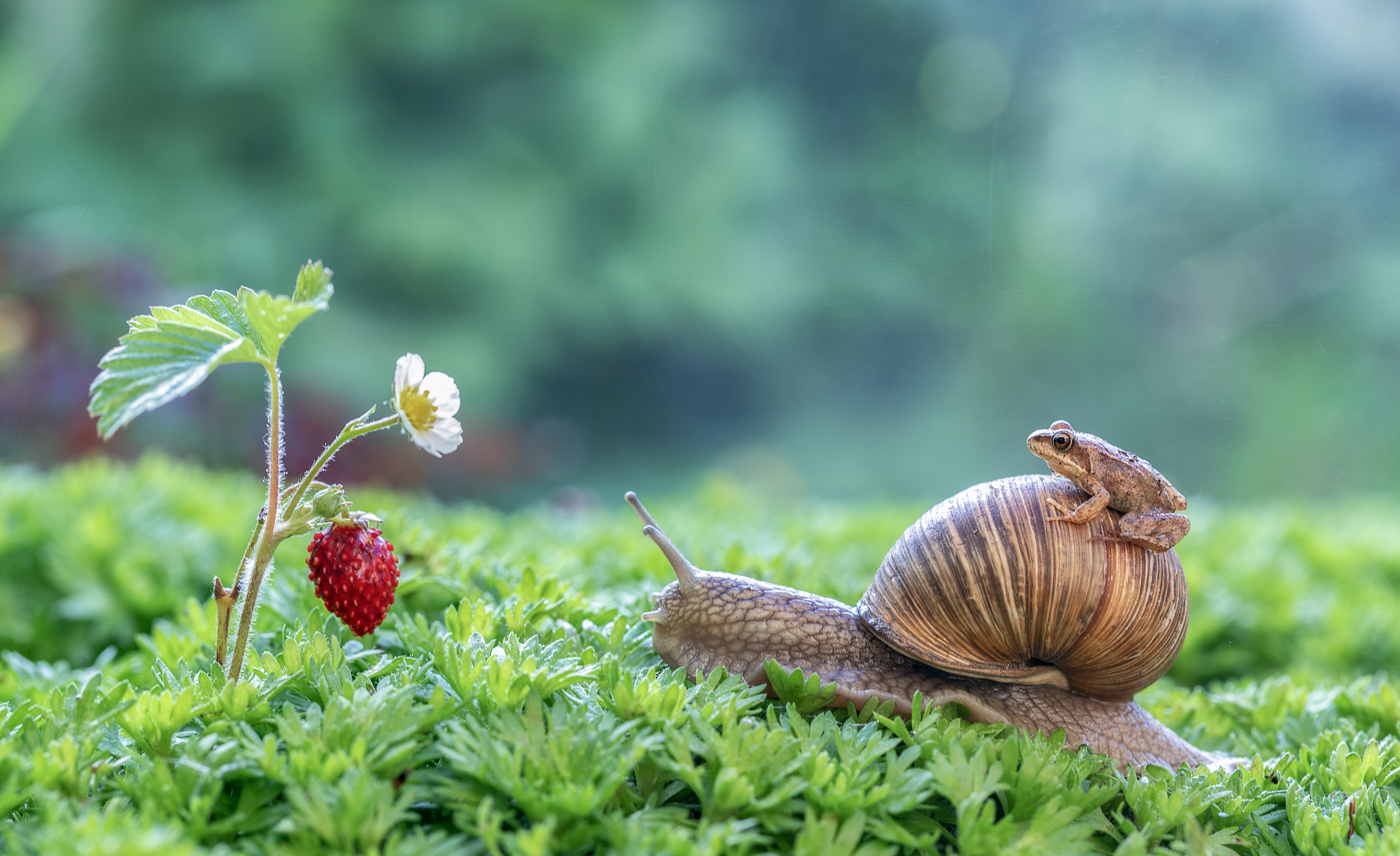 улитка, лягушка, земляника, Татьяна Феденкова