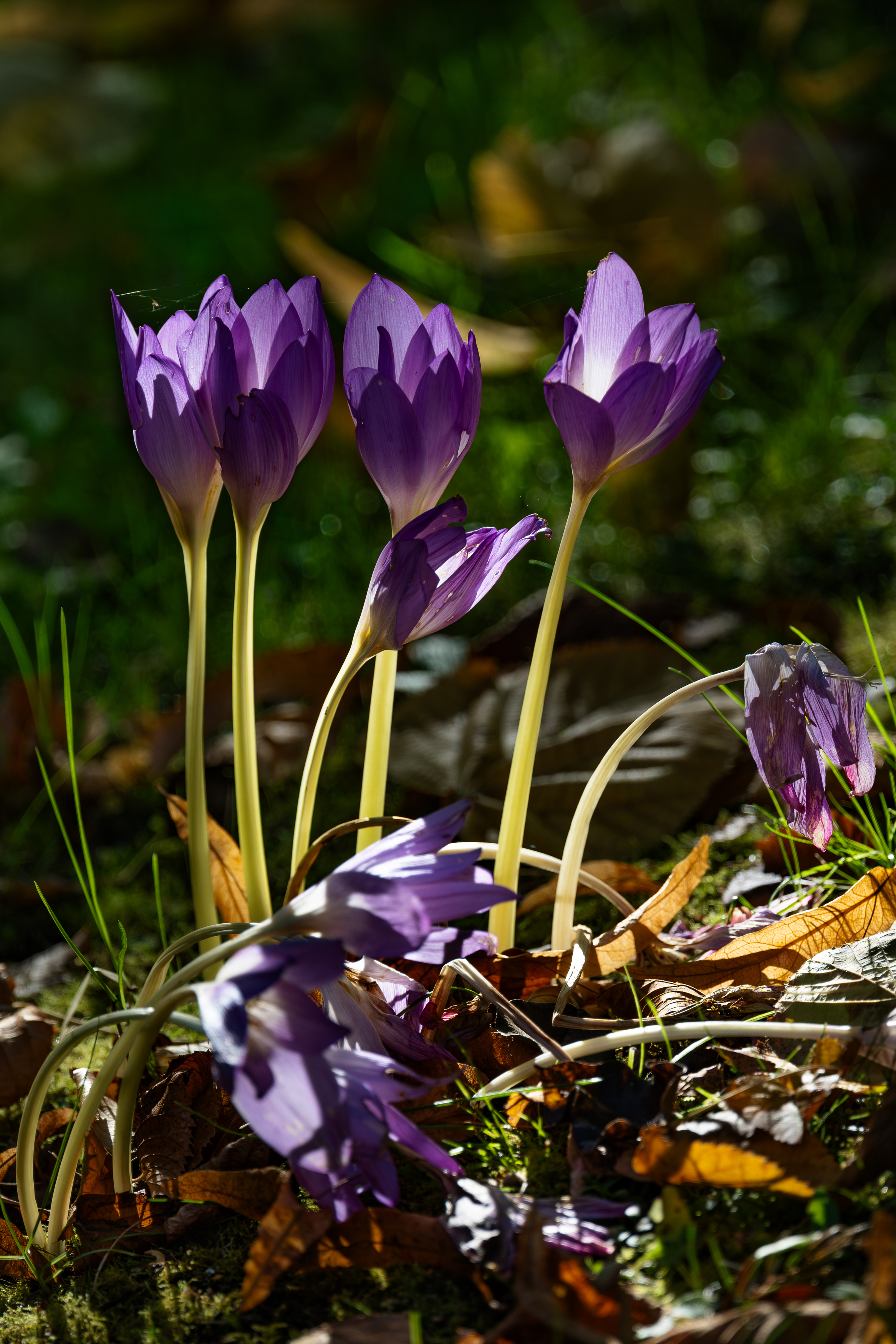 , Курлянцев Алексей
