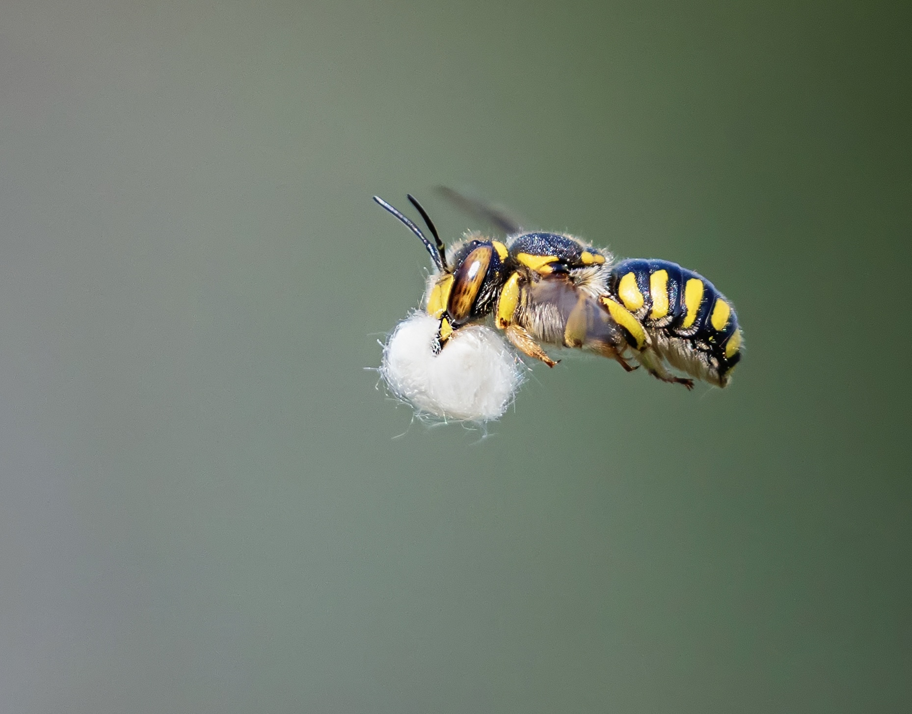 пчела шерстобит, Наталья