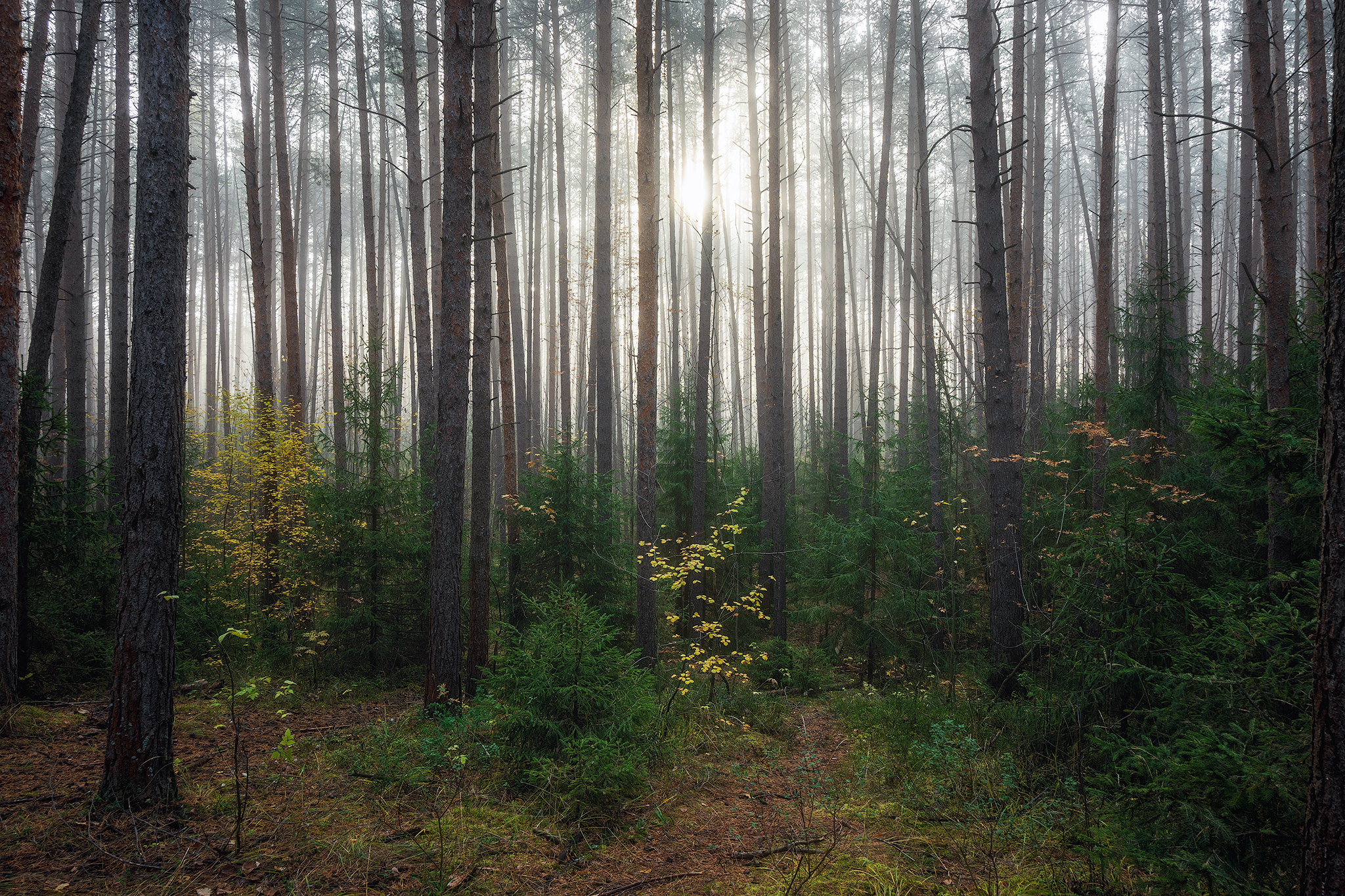 пермский край, пейзаж, рассвет, красота природы, поле, лес, туман, утро, осень, Кузнецов Кирилл