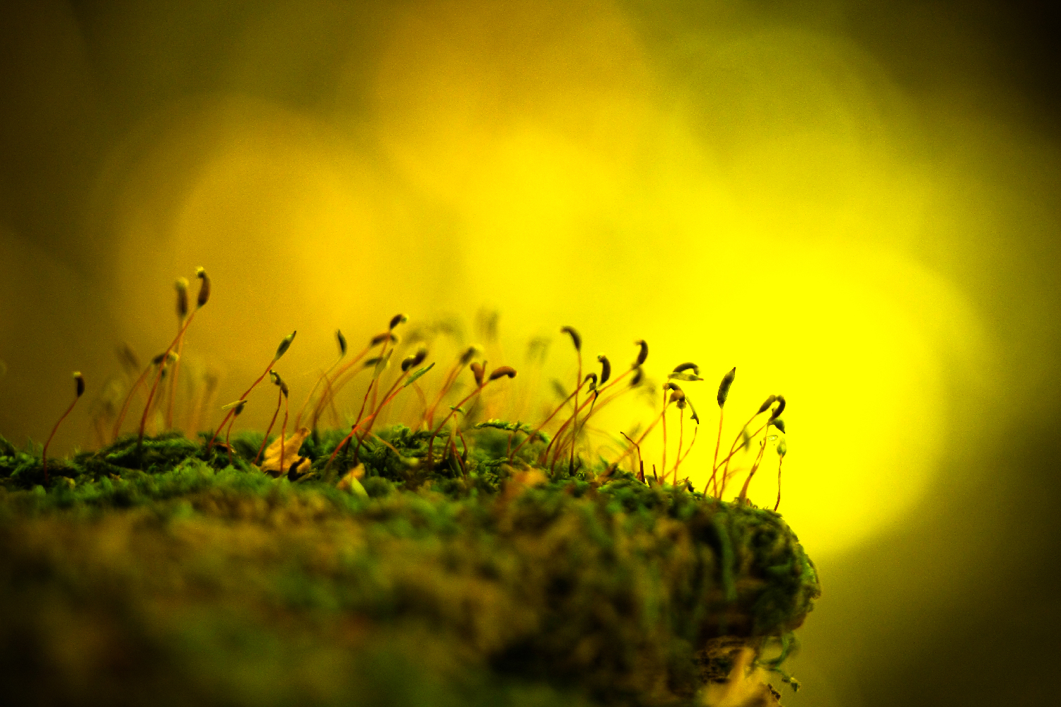 , Александр Азаренков