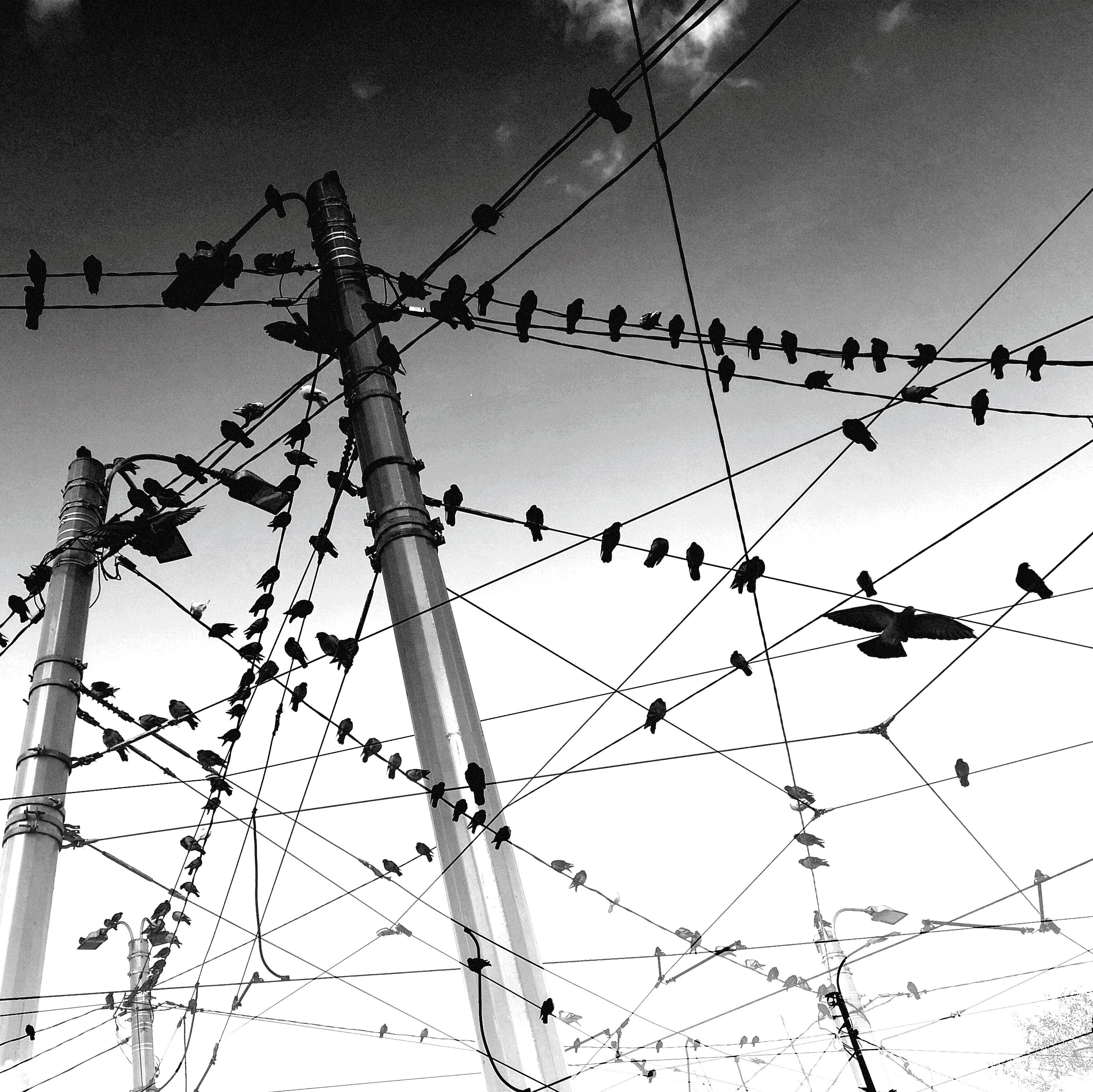 , Антон Лаба