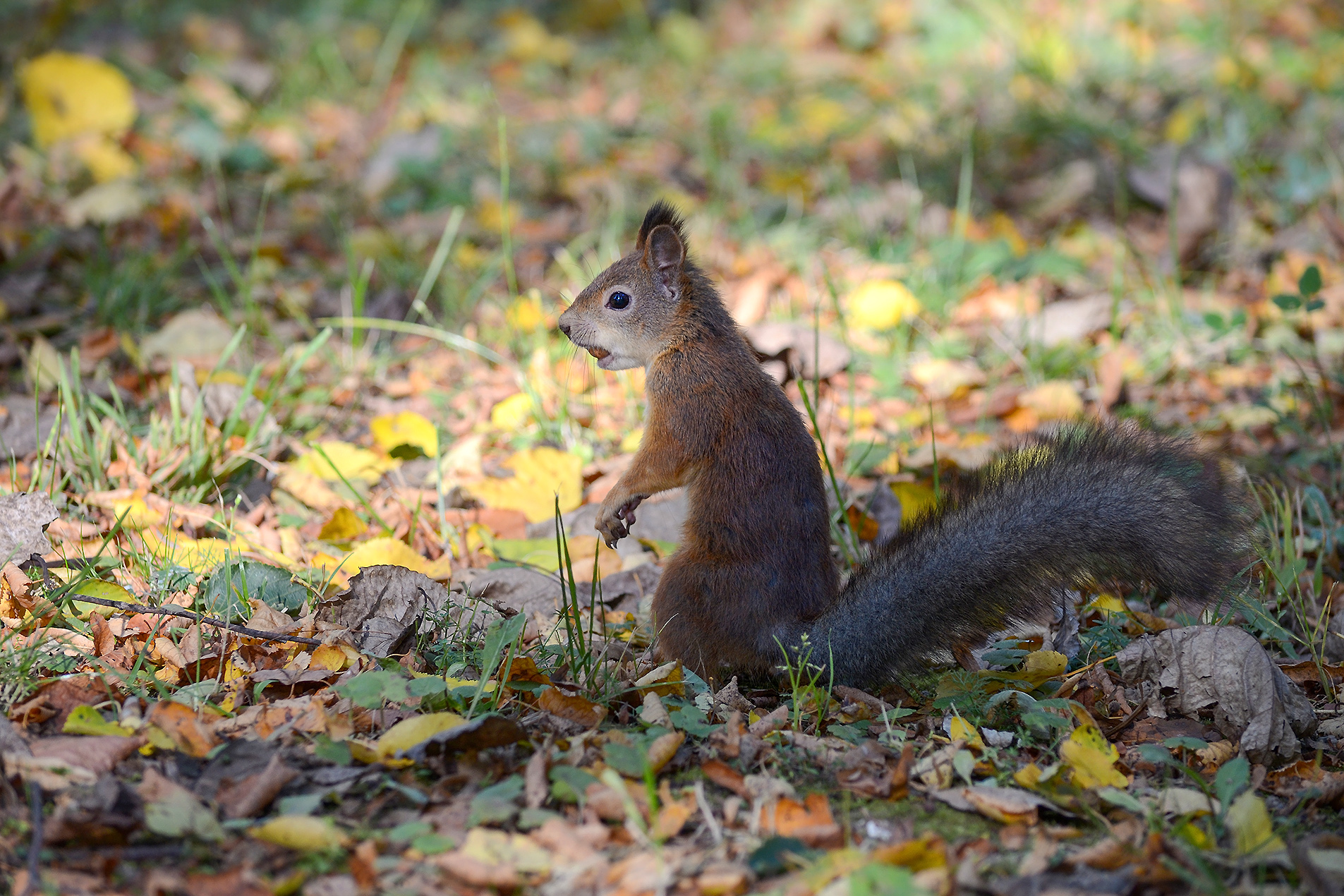 белка, белка обыкновенная, векша, sciurus vulgaris, КарОл