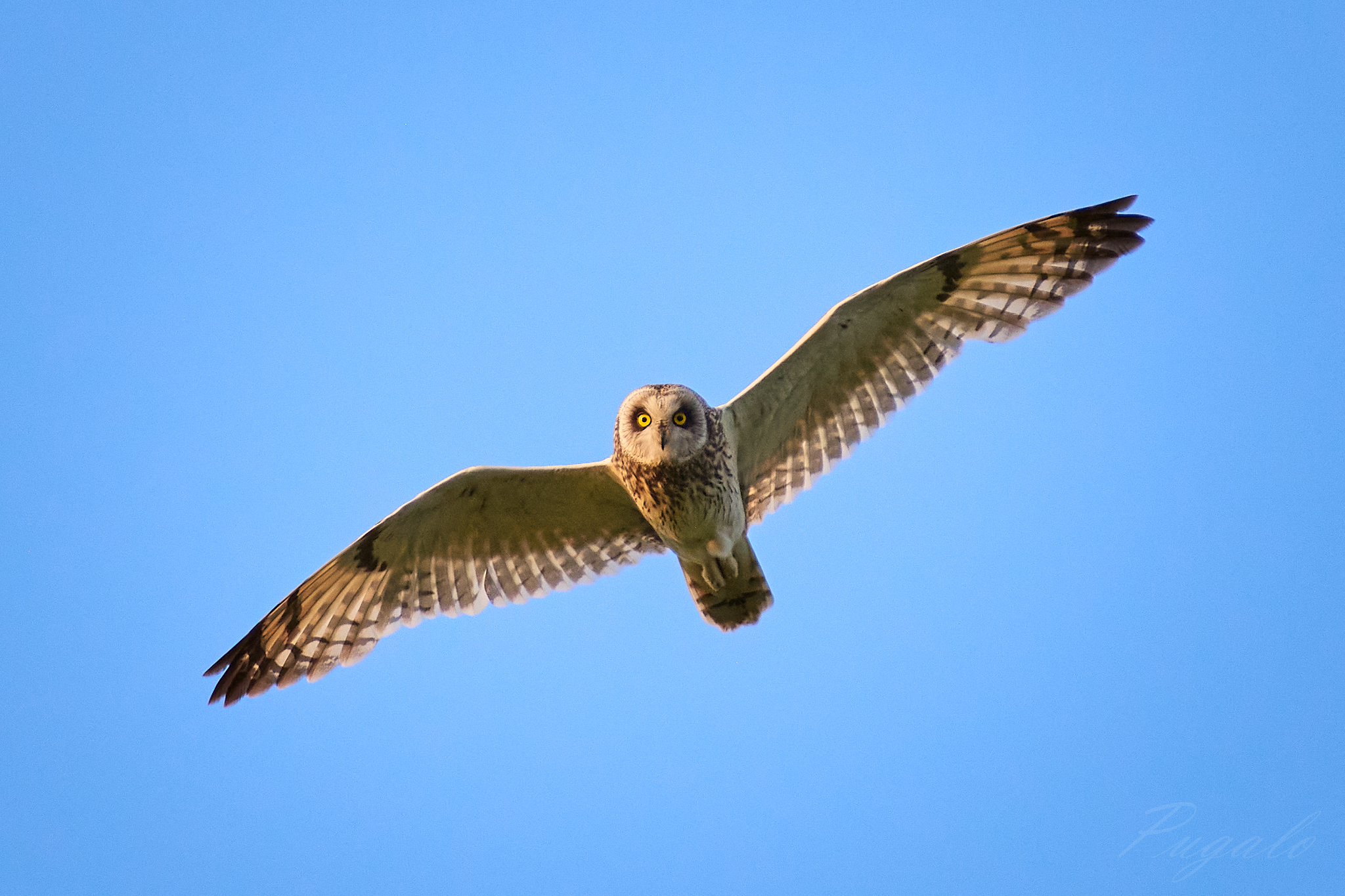 , Полина Шальнева