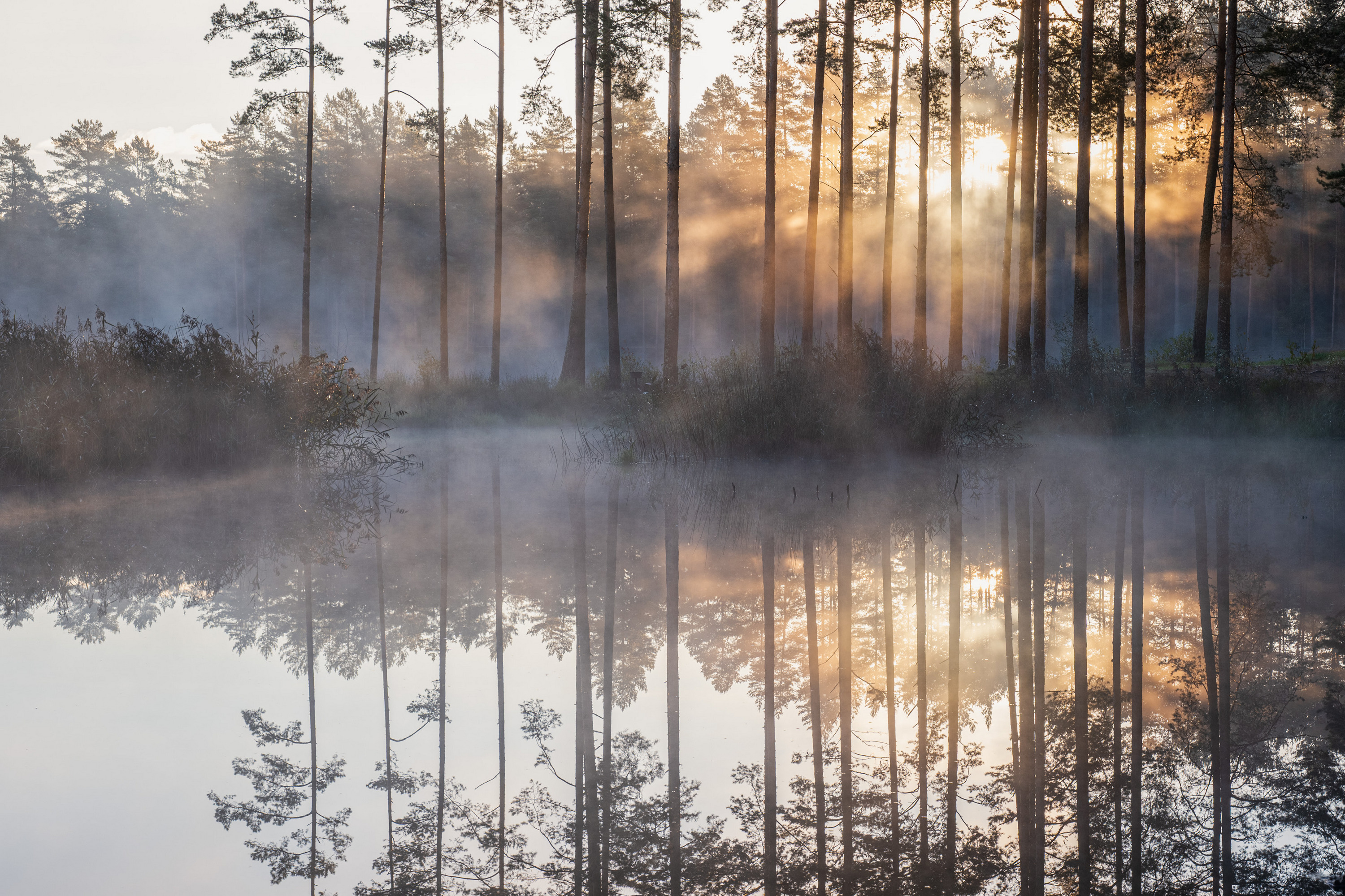 , Гордон Николай