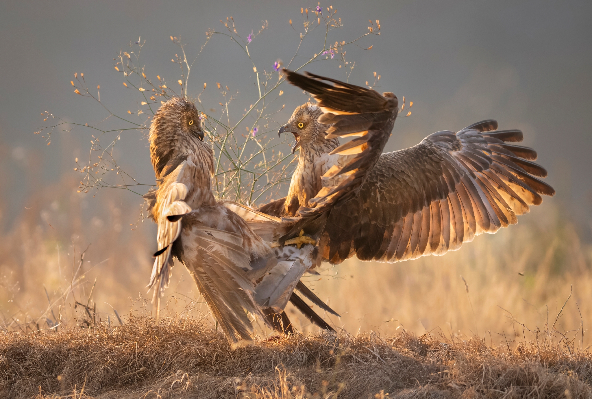 , Мартин Попов