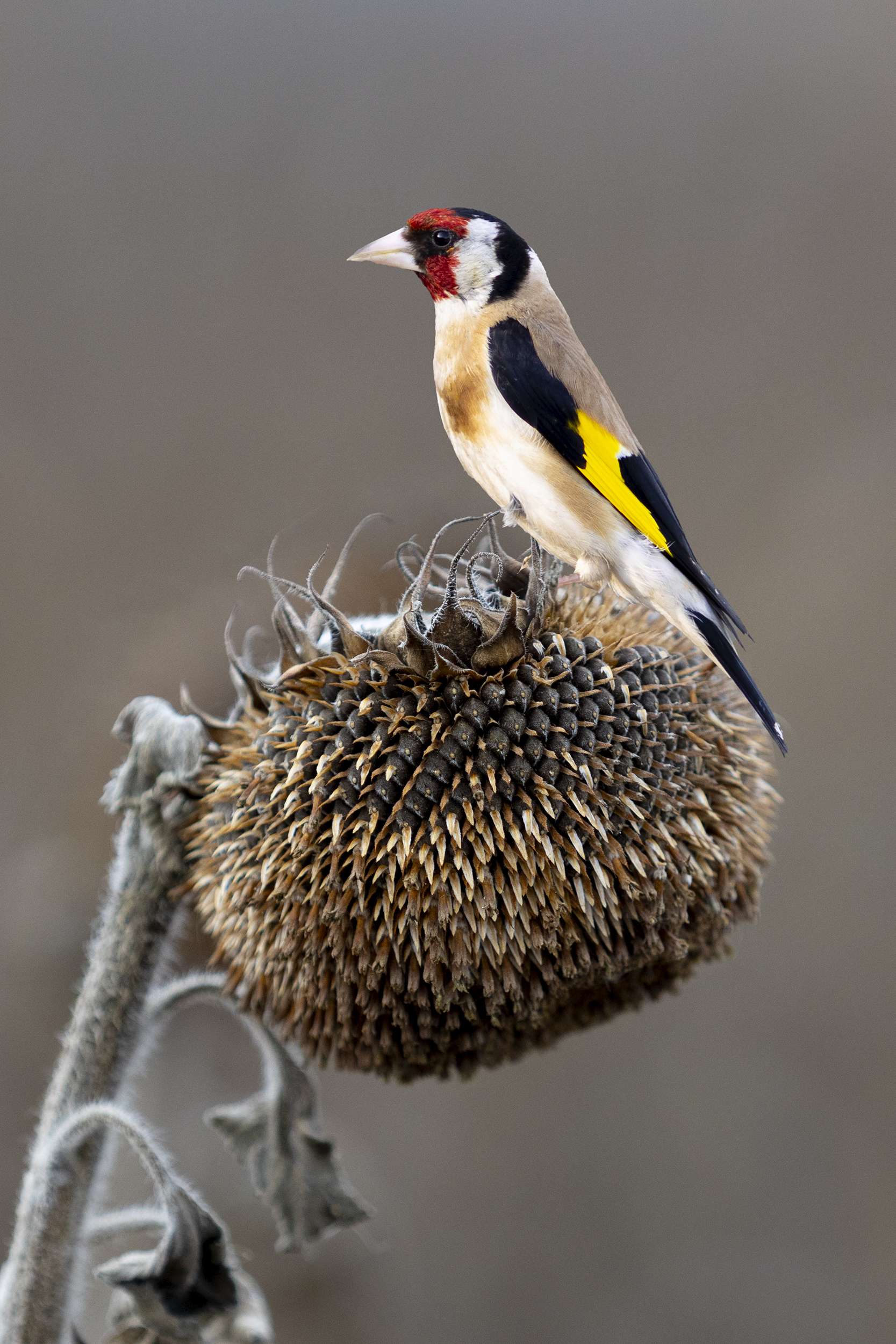 природа, Валерий Черняк