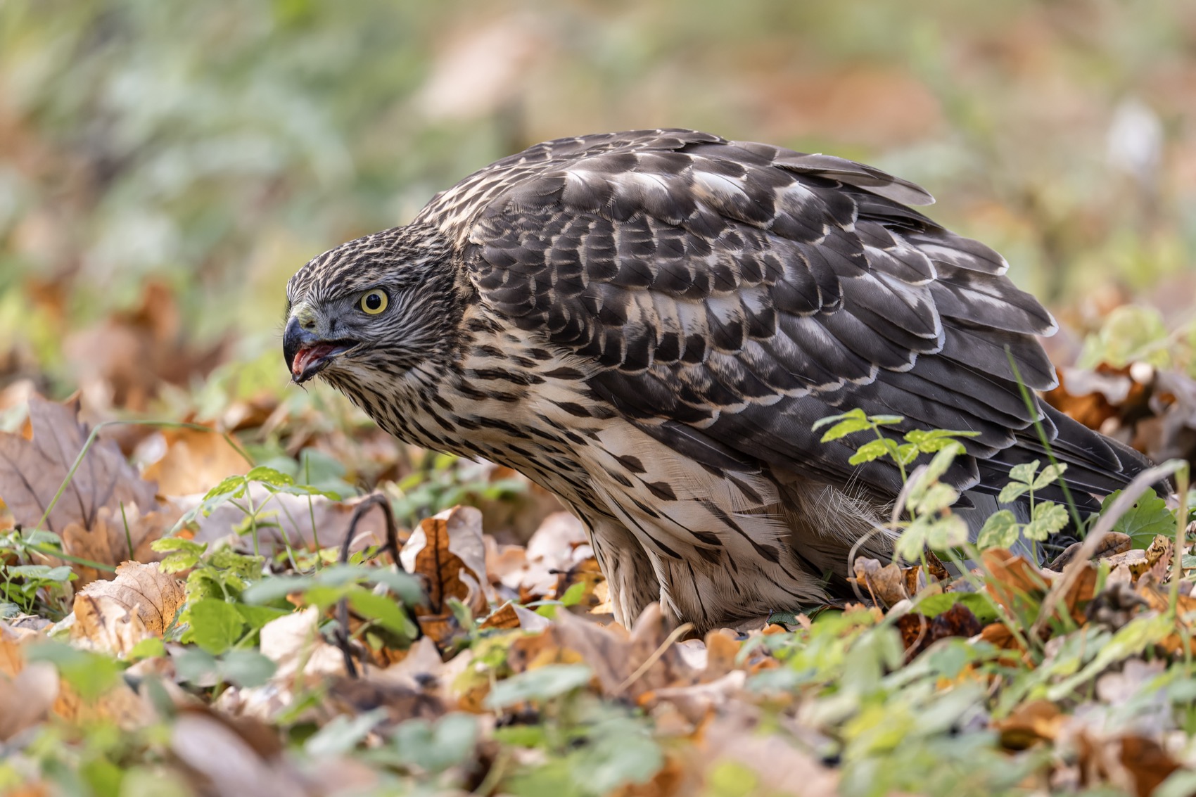 ястреб тетеревятник, ястреб, тетеревятник, птицы, ястреб-тетеревятник, хищники, хищная птица. hawk, birds, goshawk, Ruslan Pl