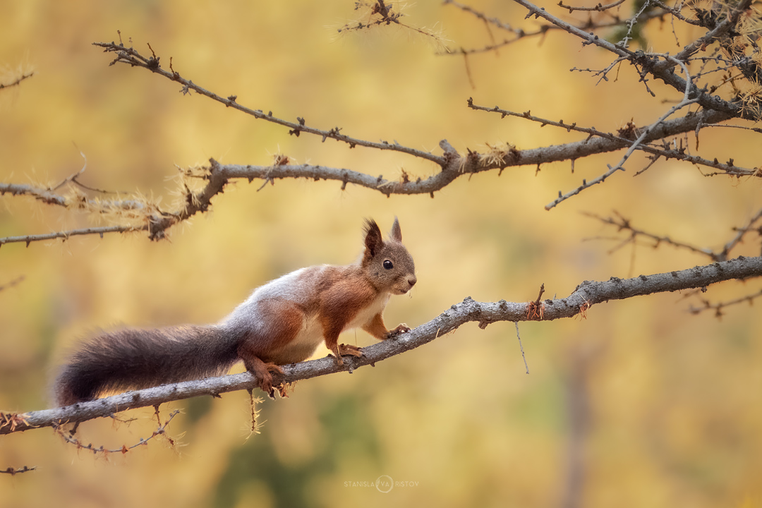 , Станислав Аристов