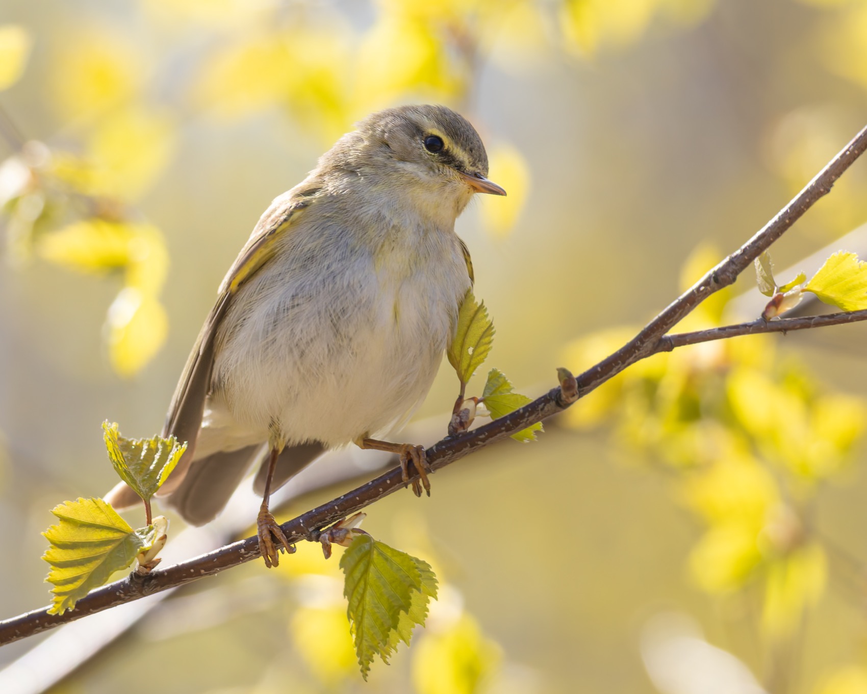 весничка, пеночка, птицы, пеночка-весничка, Ruslan Pl