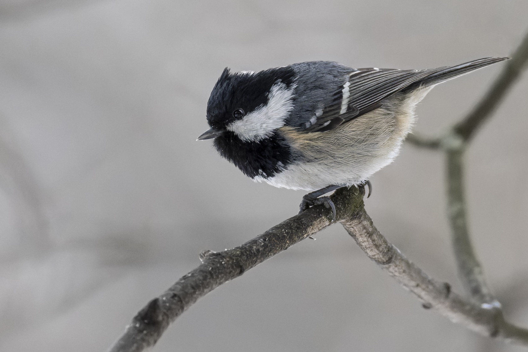 московка, синица, птицы, чёрная синица, синица-московка, моховка, Ruslan Pl