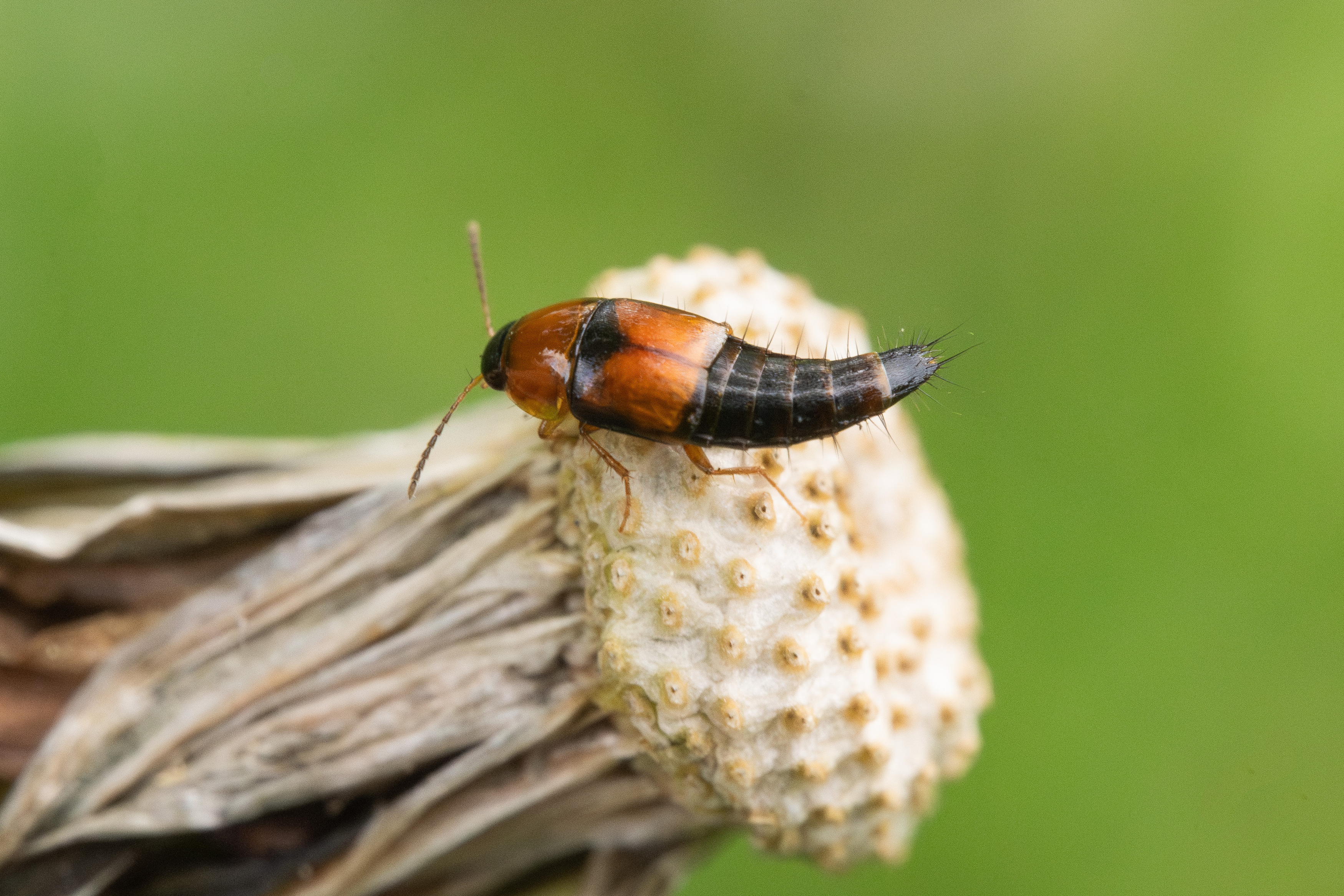 , Ольга Таланцева