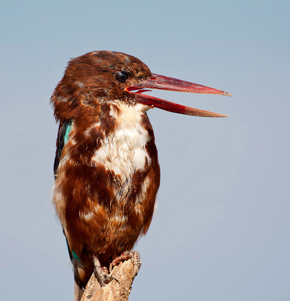 white-throated kingfisher, kingfisher, зимородок, израиль, israel, красноклювая альциона, Etkind Elizabeth