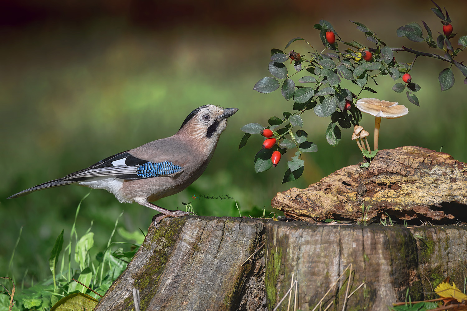 фотоохота, птица, сойка, осень, птицы, Медведева Светлана