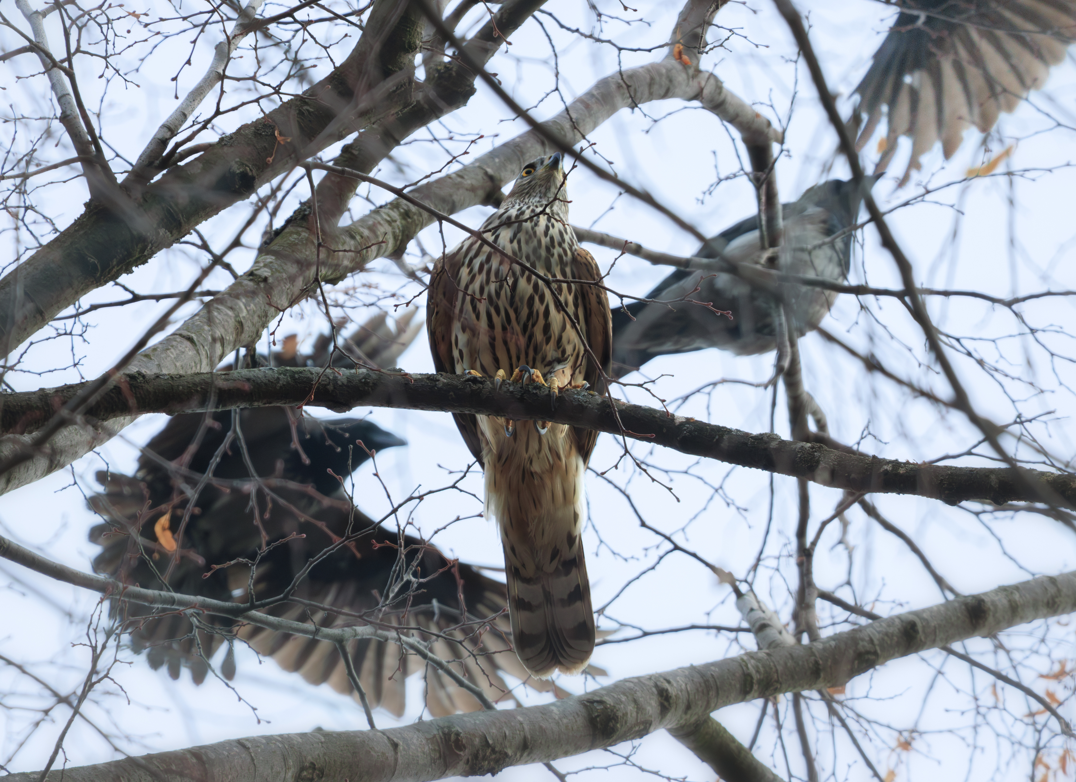 птица ястреб тетеревятник ворона, Светлана Холодняк