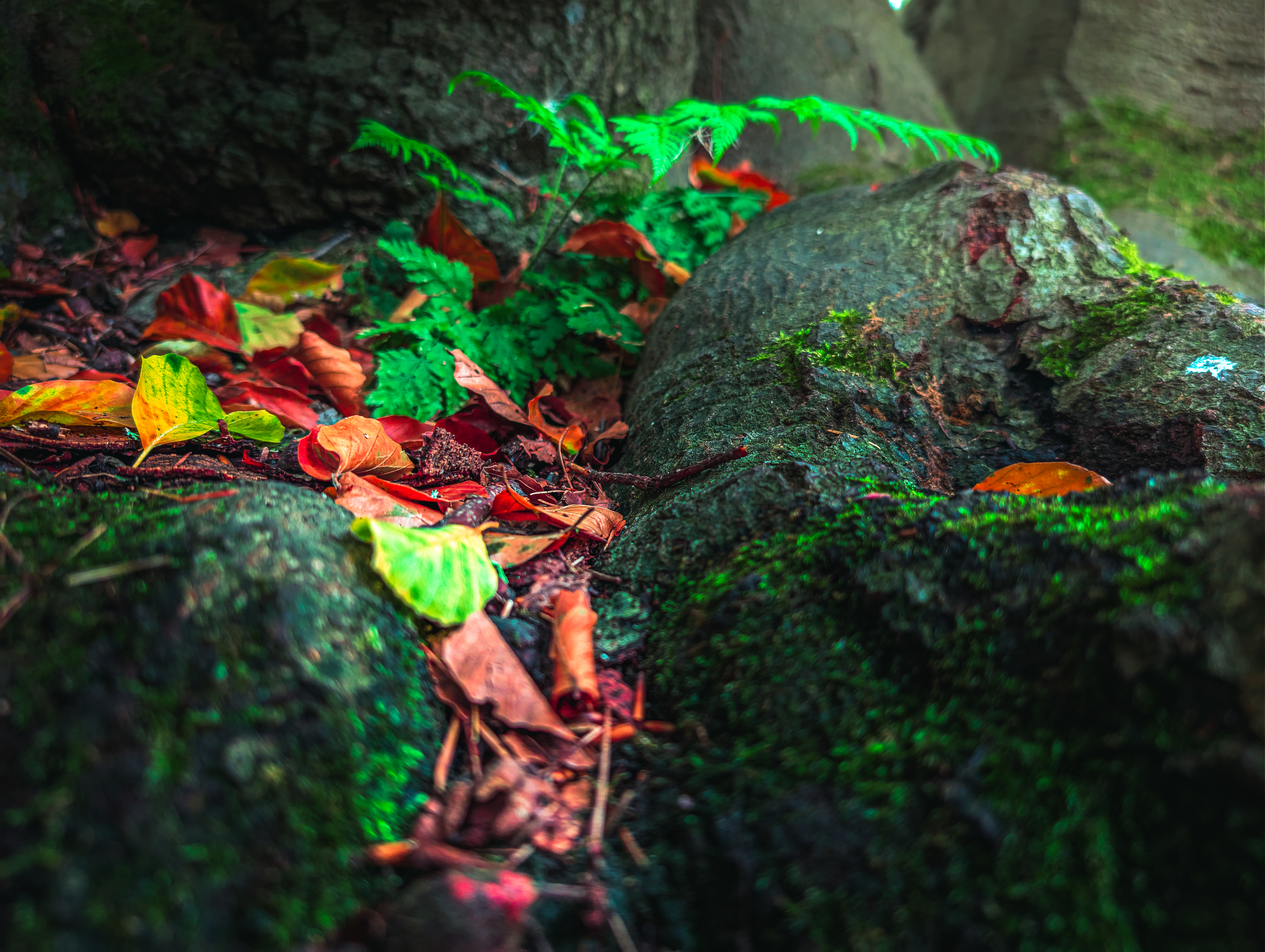 fern, leaf, frond, macro, close-up, vibrant, bright green, green, nature, botany, Валерий Вторыгин