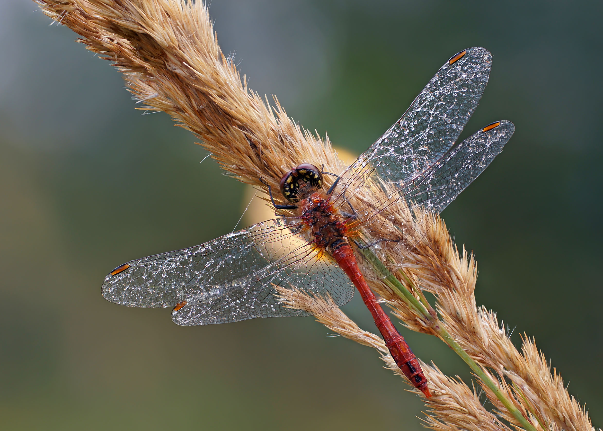 , Чепленко Алексей