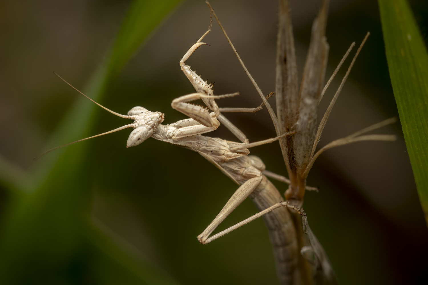 #macro #insects #nature #closeup, Nikolay Tatarchuk