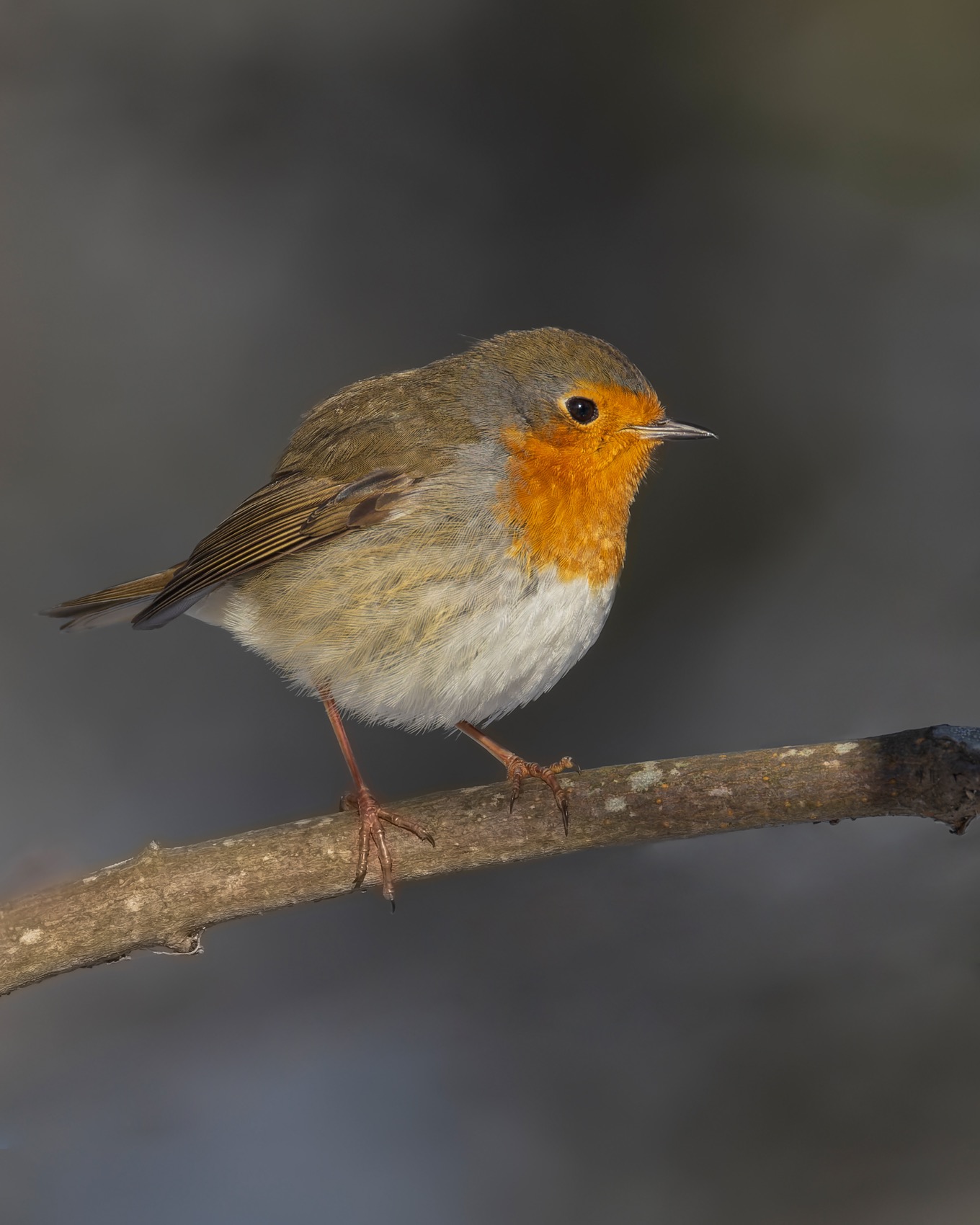 малиновка, зарянка, птицы, Ruslan Pl