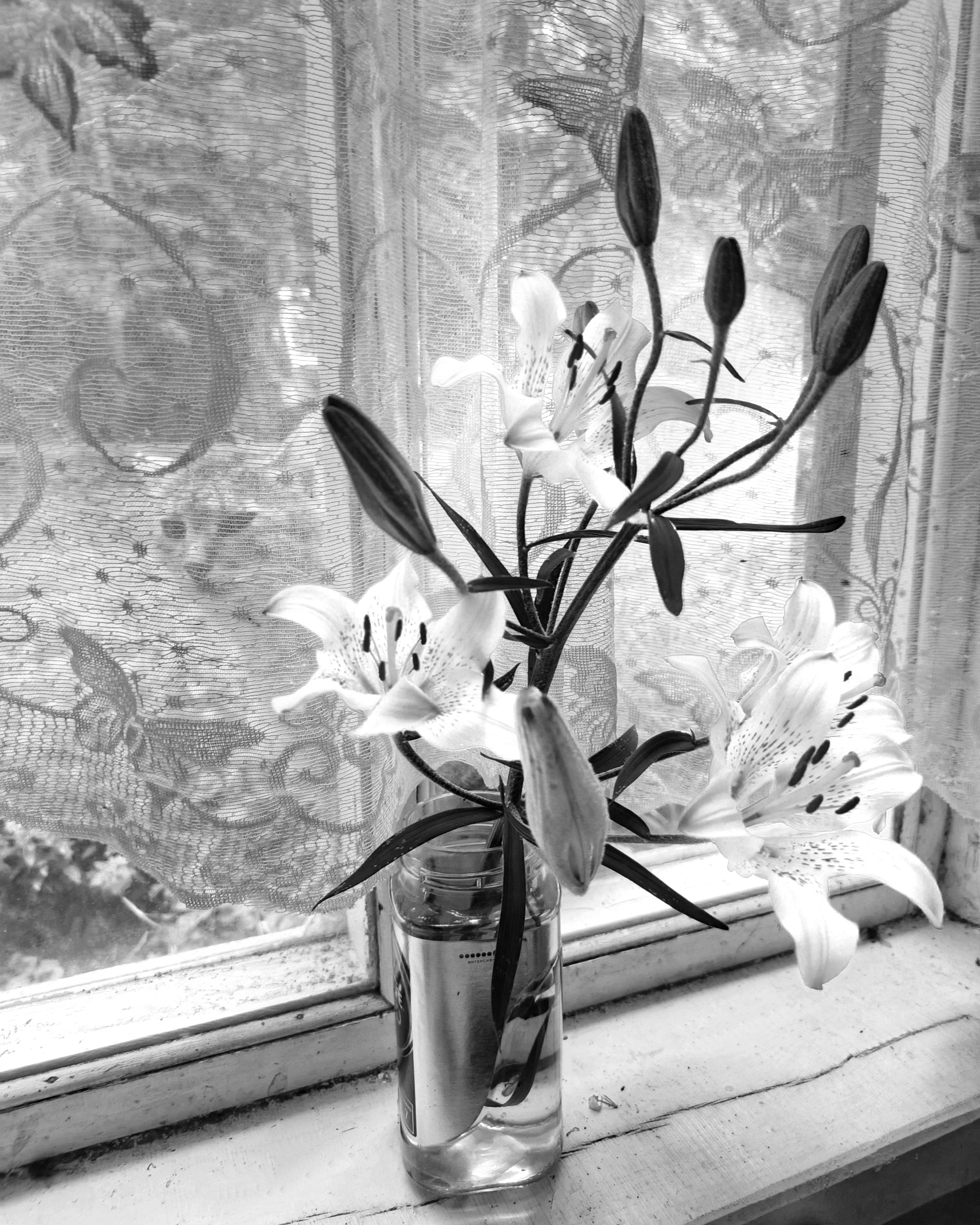 , Кондрашова Светлана