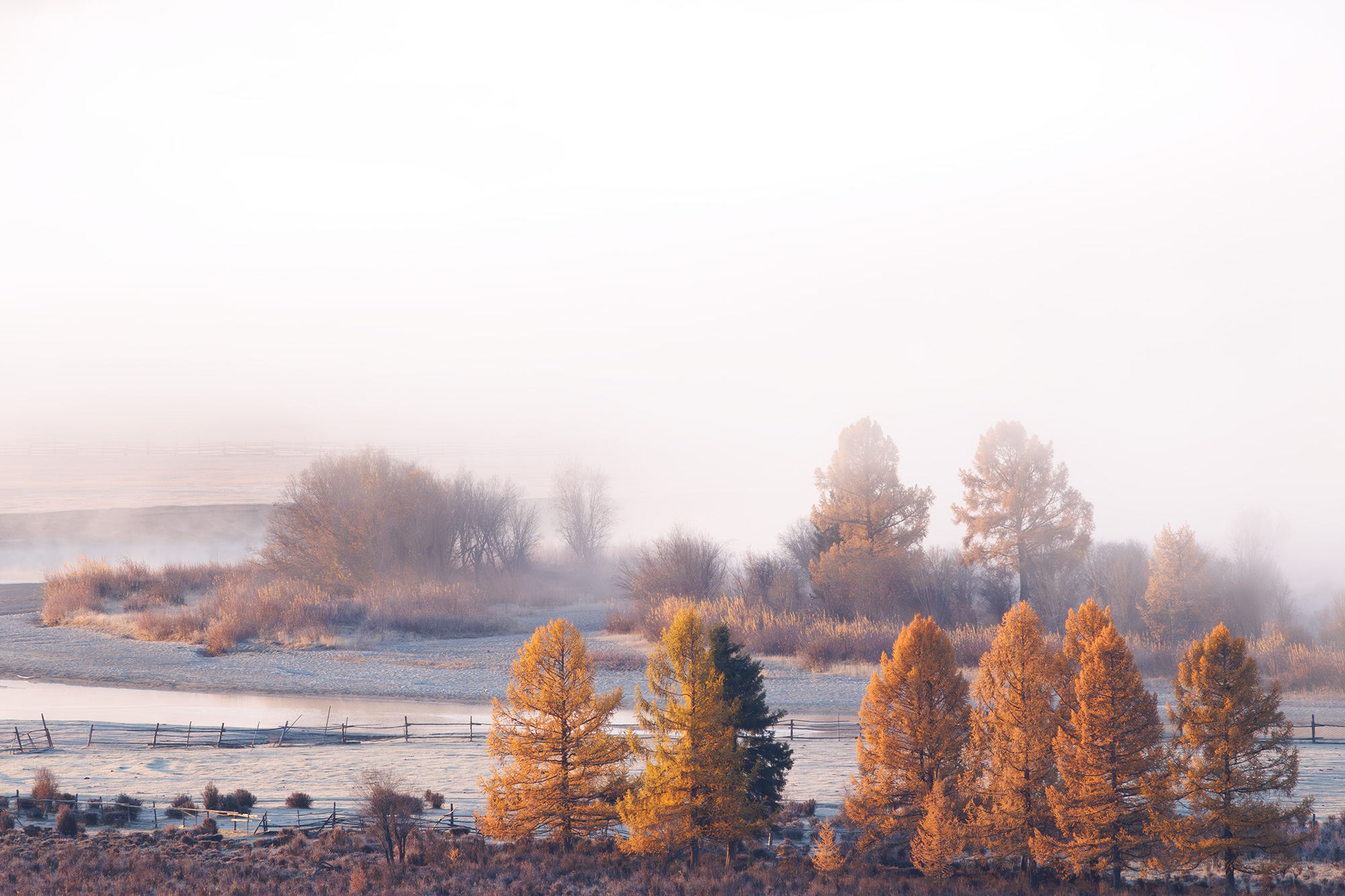 алтай, горный алтай, беляши, джазатор, лиственницы, утро, туман, Морозов Сергей