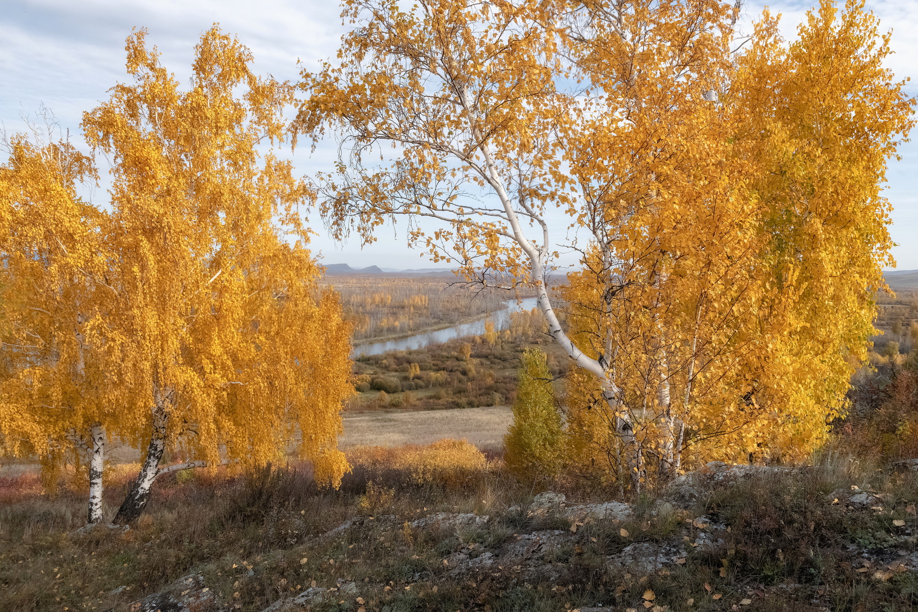 осень, березы, хакасия, Марина Фомина