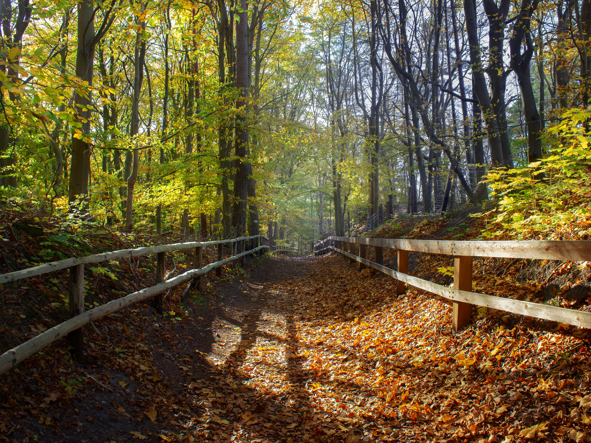 autumn, forest, landscape, light, Виктор Тулбанов