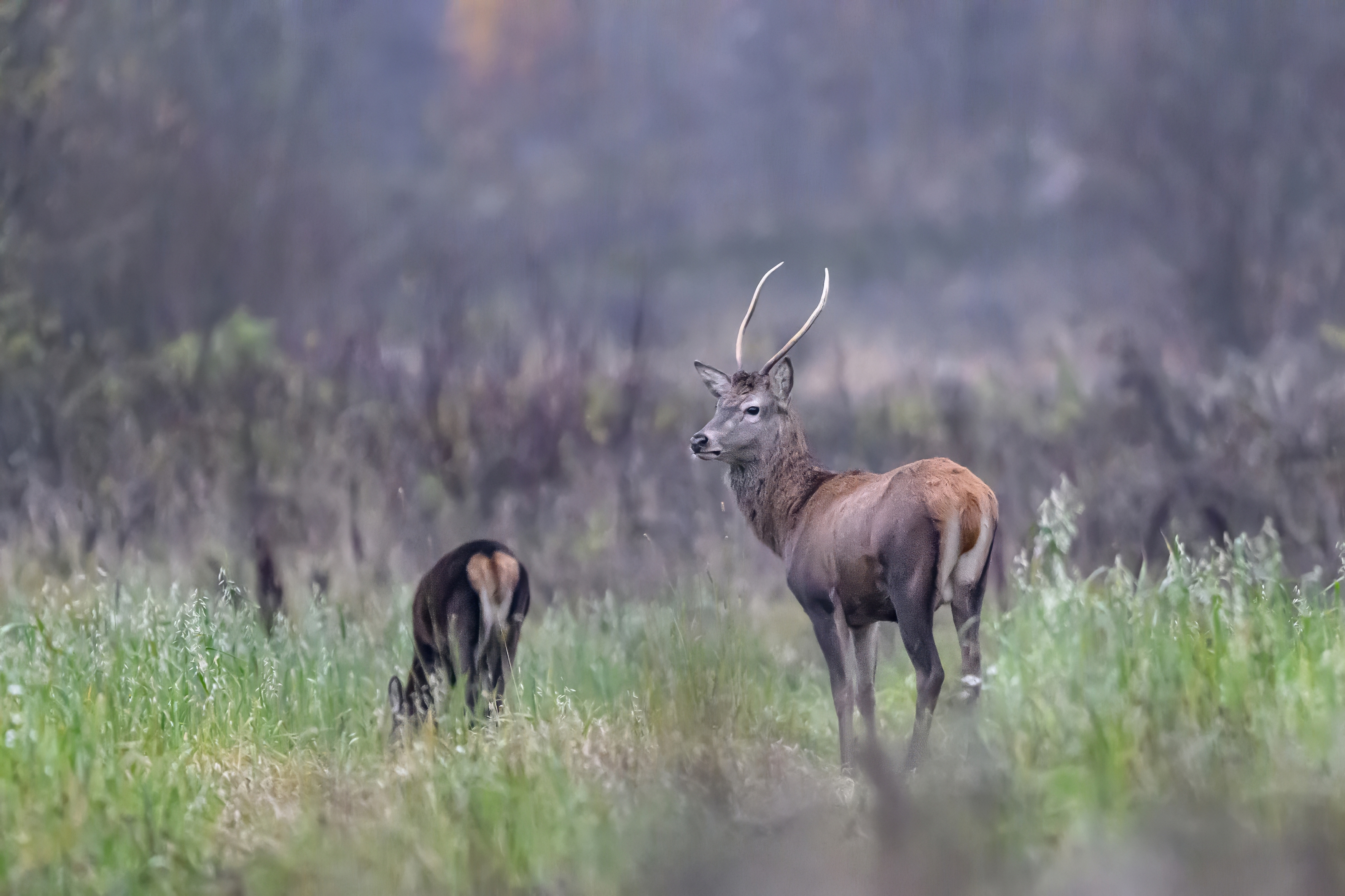 , Пупонин Сергей
