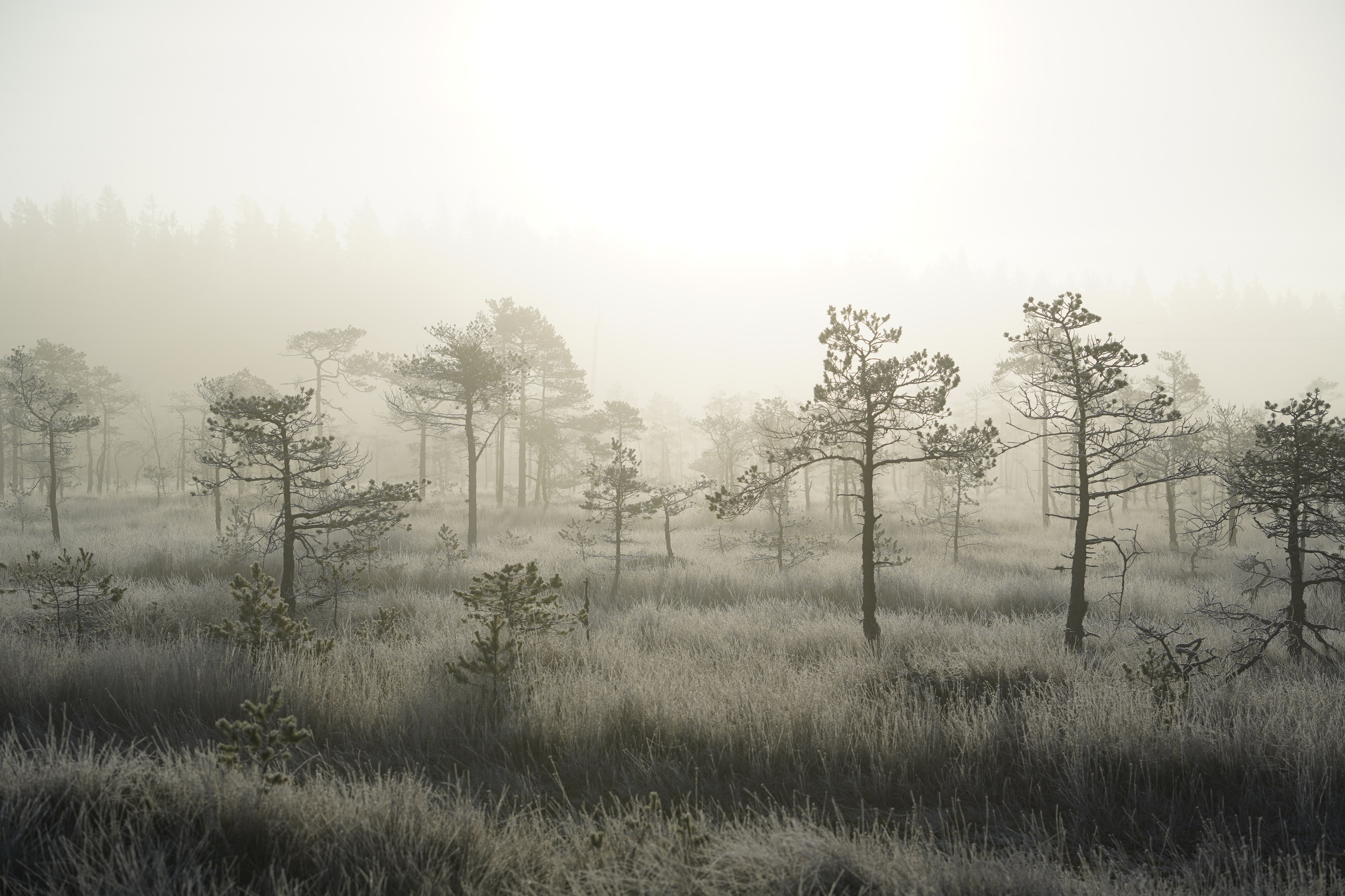 , Алёна Таланова