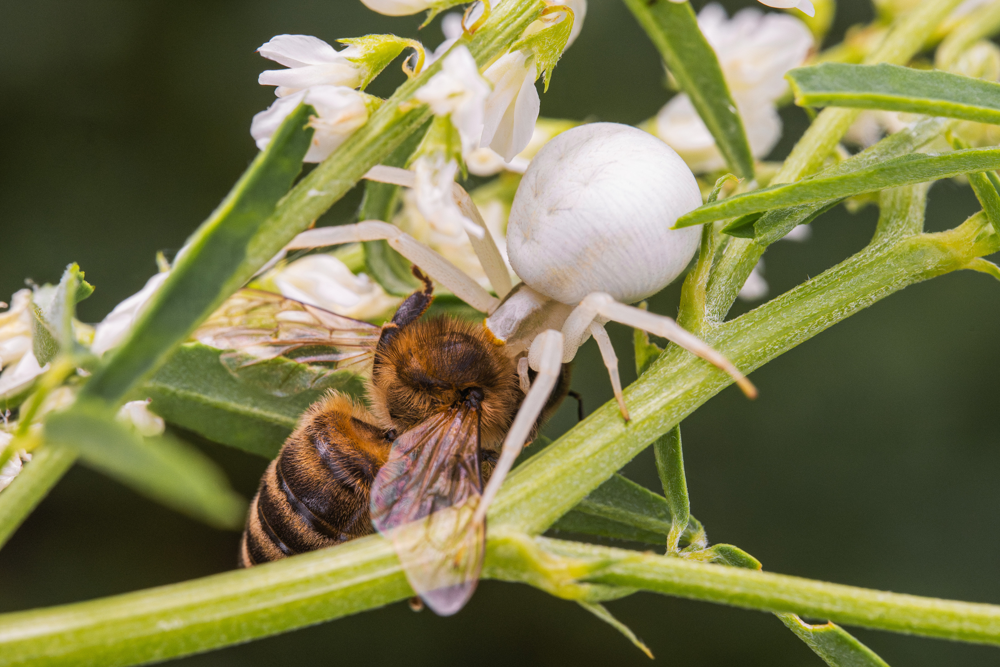 , Ольга Таланцева