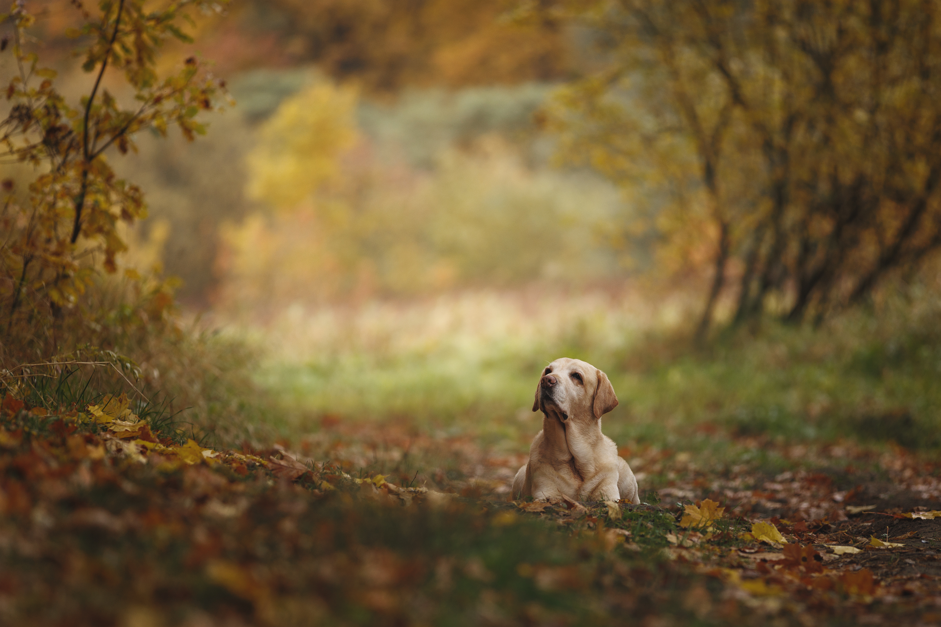 , Шерскова Мария