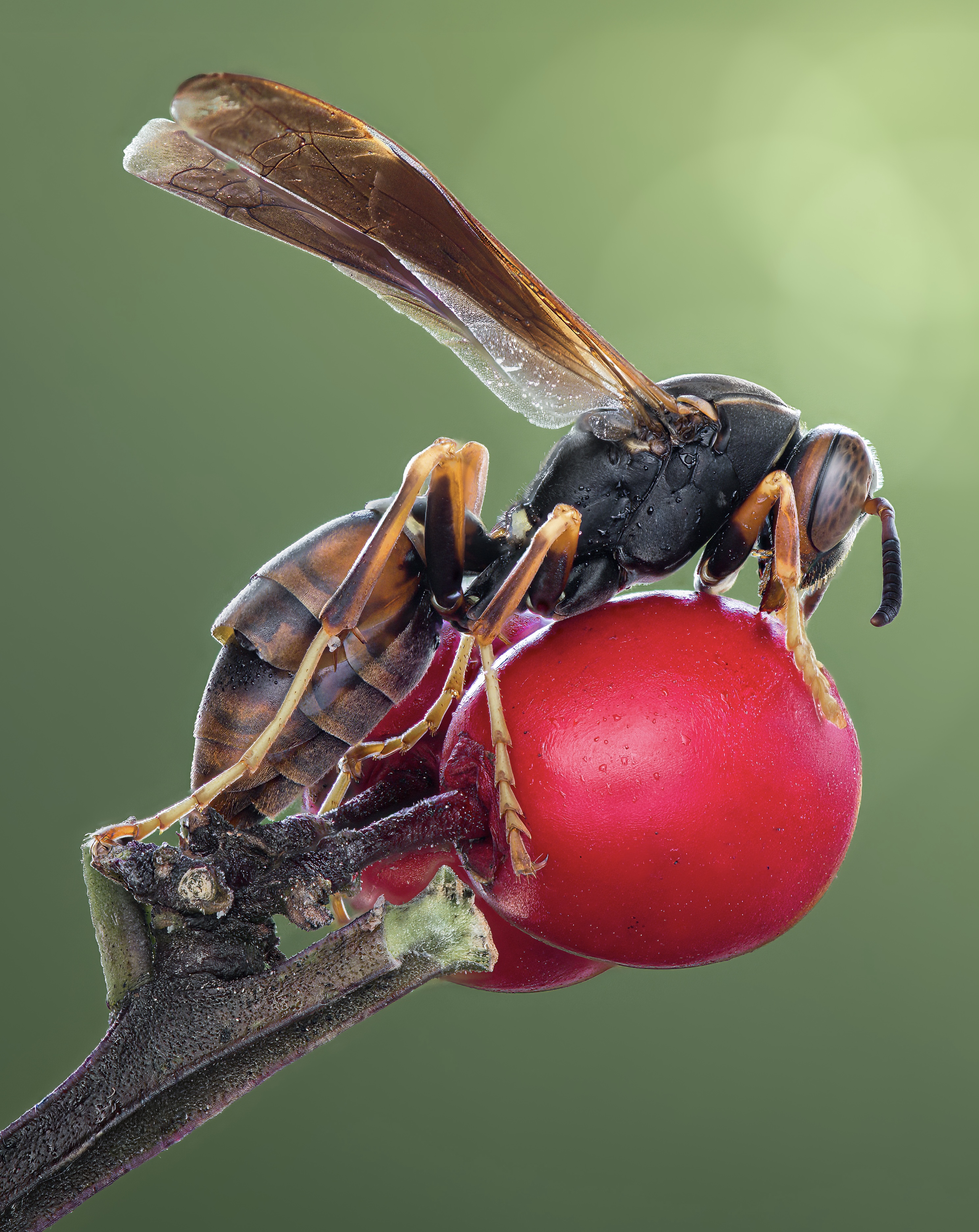 wasp, insect, macro, nature, wild, insects, bee,, Atul Saluja
