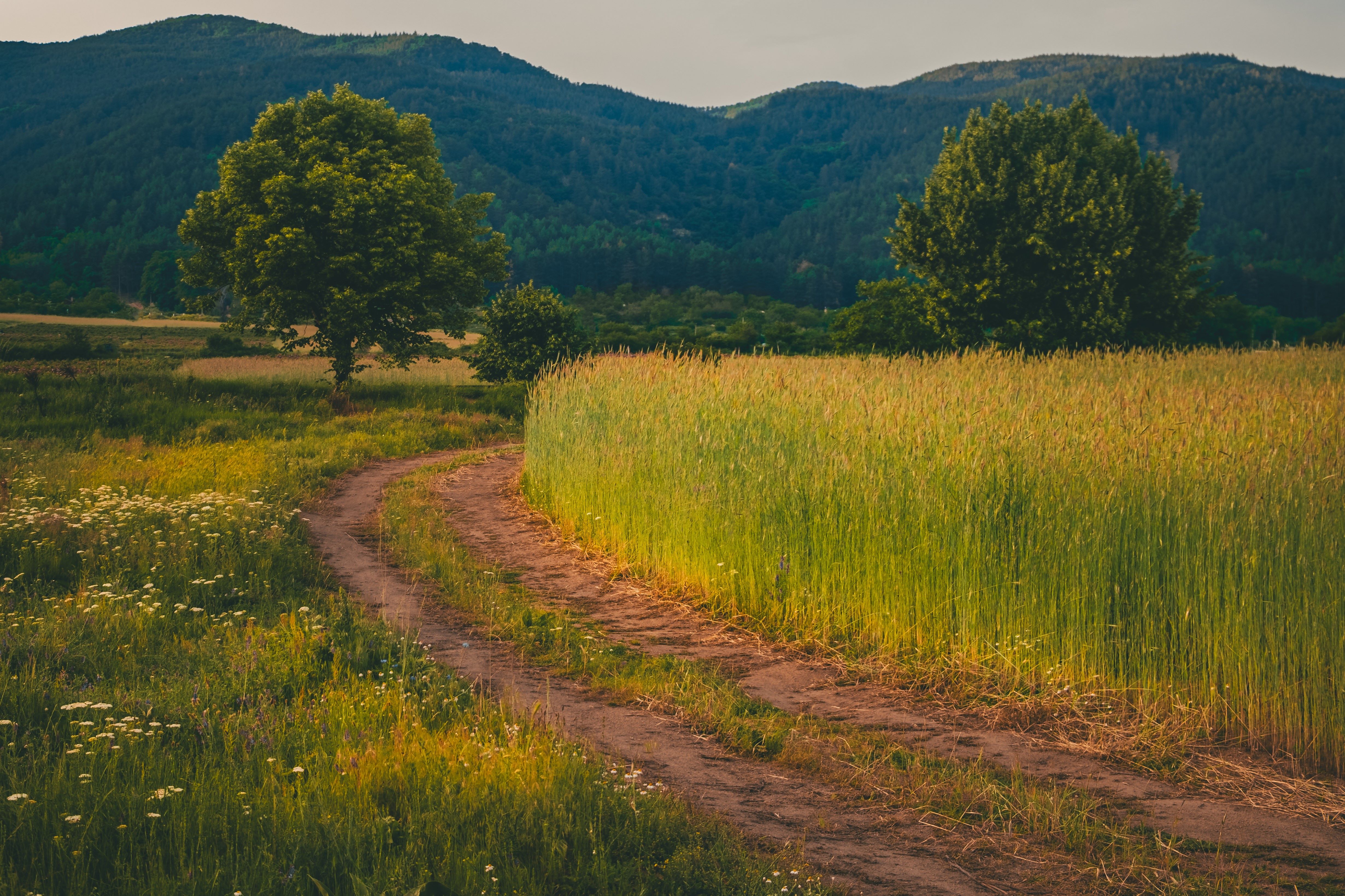 , Николов Андриян