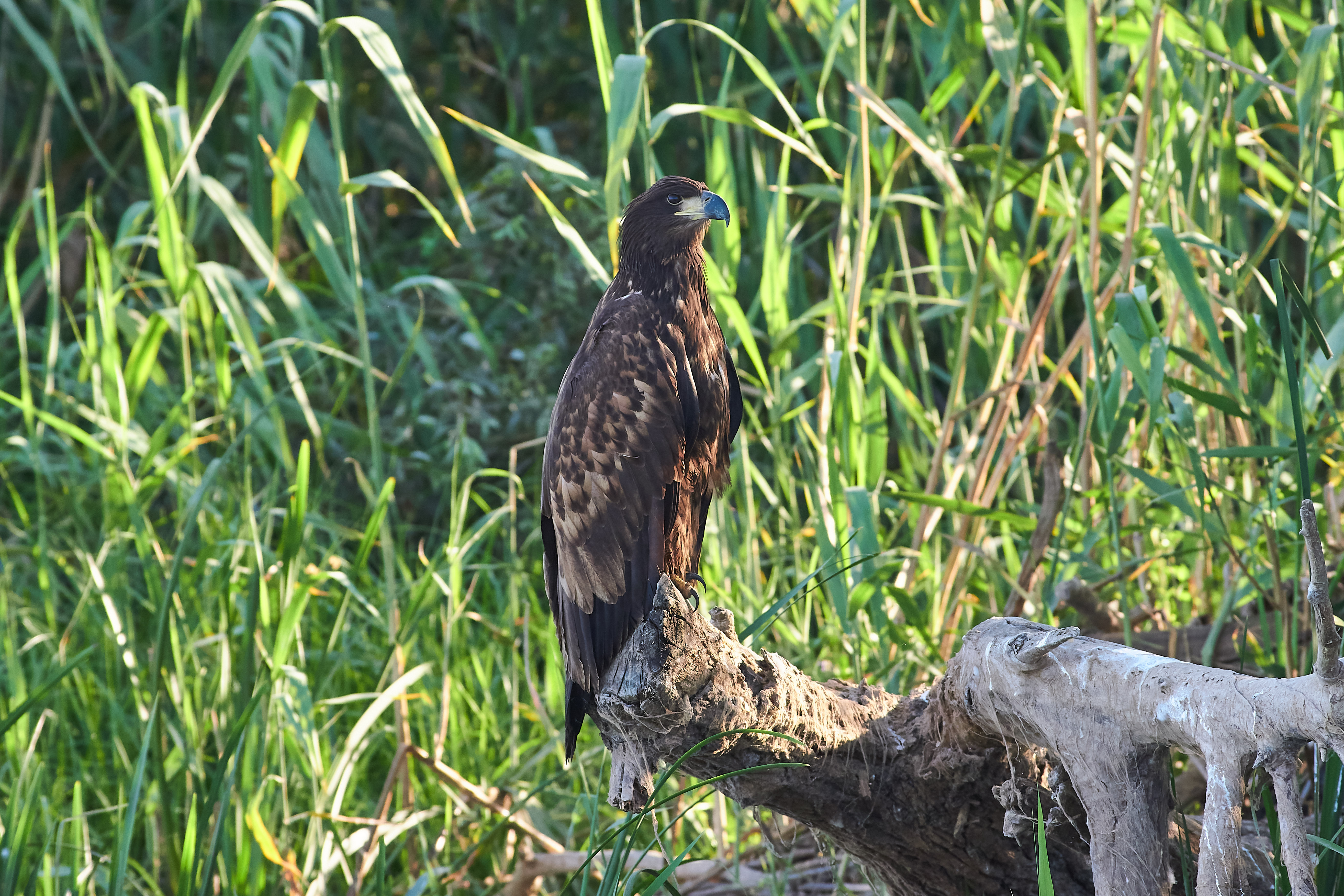 Haliaeetus albicilla, Орлан-белохвост, птицы,, Павел Сторчилов