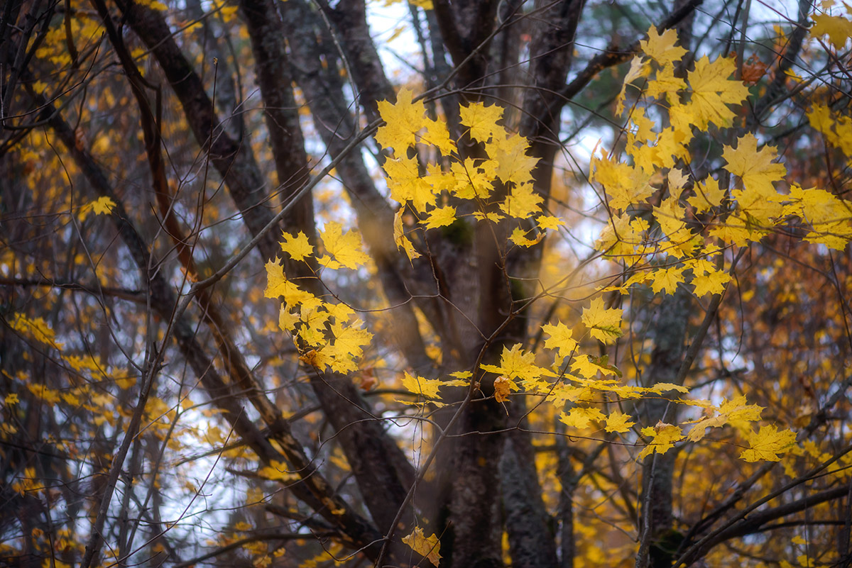 , Наиля Гарифуллина