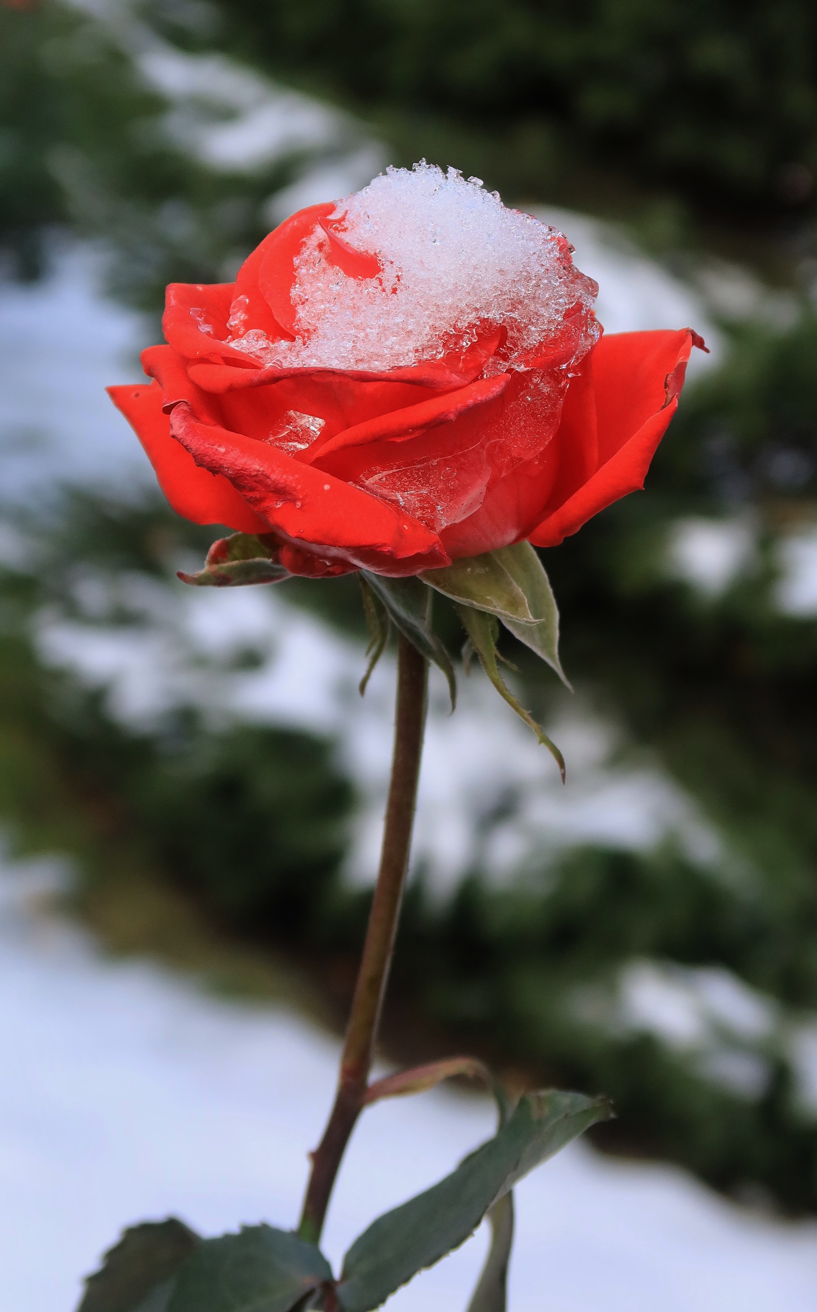 цветы,роза,снег,октябрь, Козлова Галина