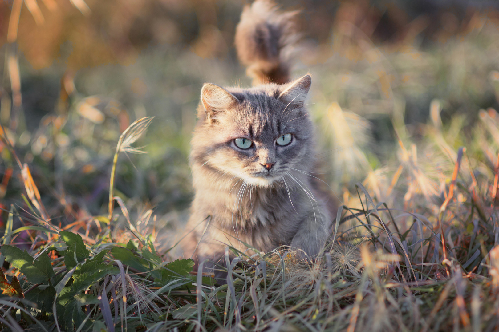 дворовая кошка, Александр Канцур