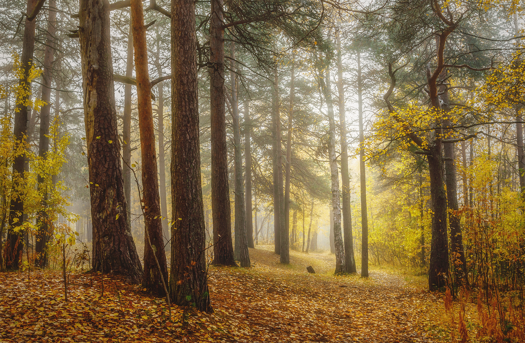 осень, сентябрь, утро, туман, лес, деревья, трава, кусты, опавшие листья, Вера Ра