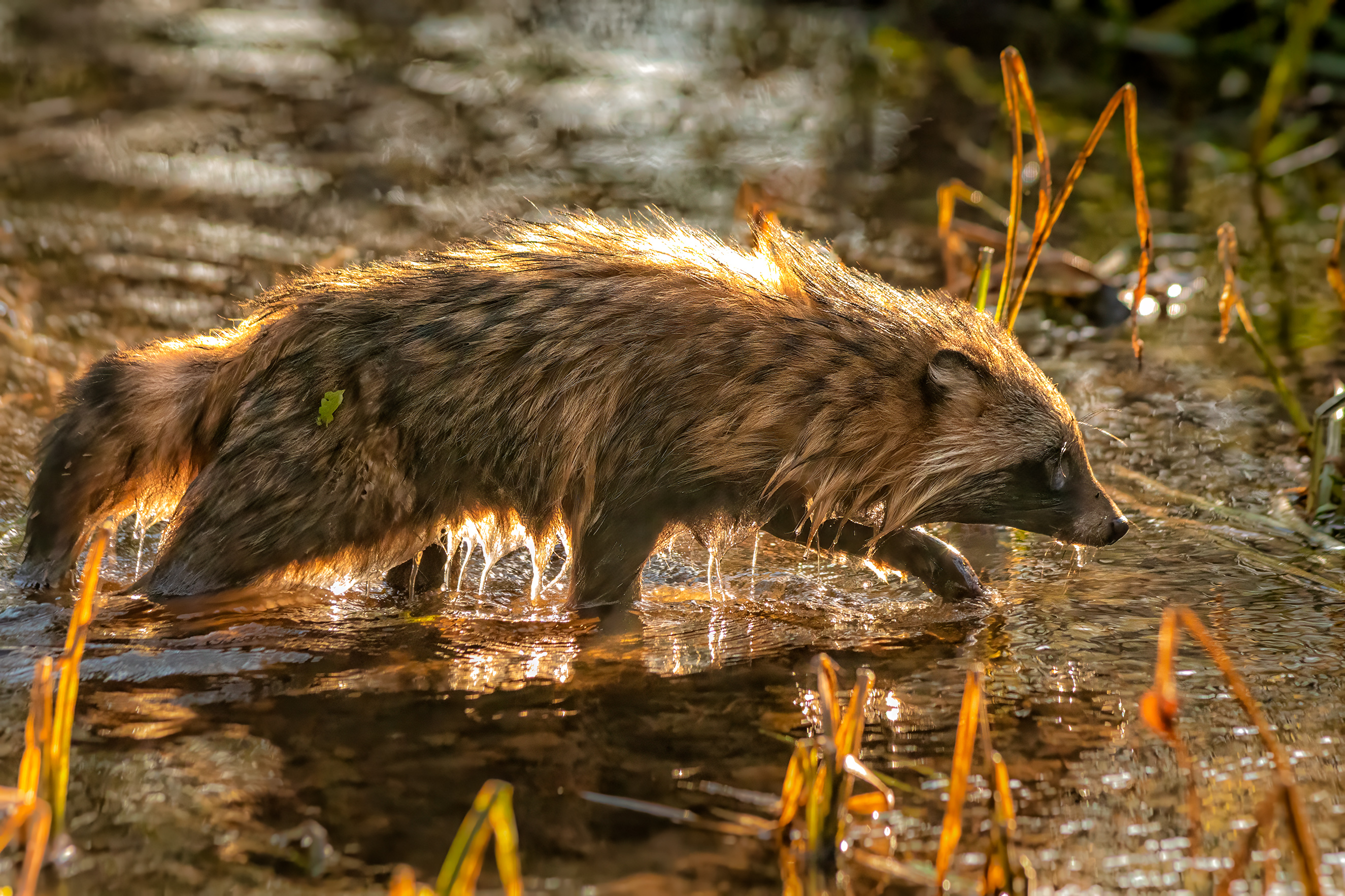 животные, природа, осень, дикая природа, енотовидная собака, nature, wildlife, canon, Пронин Денис