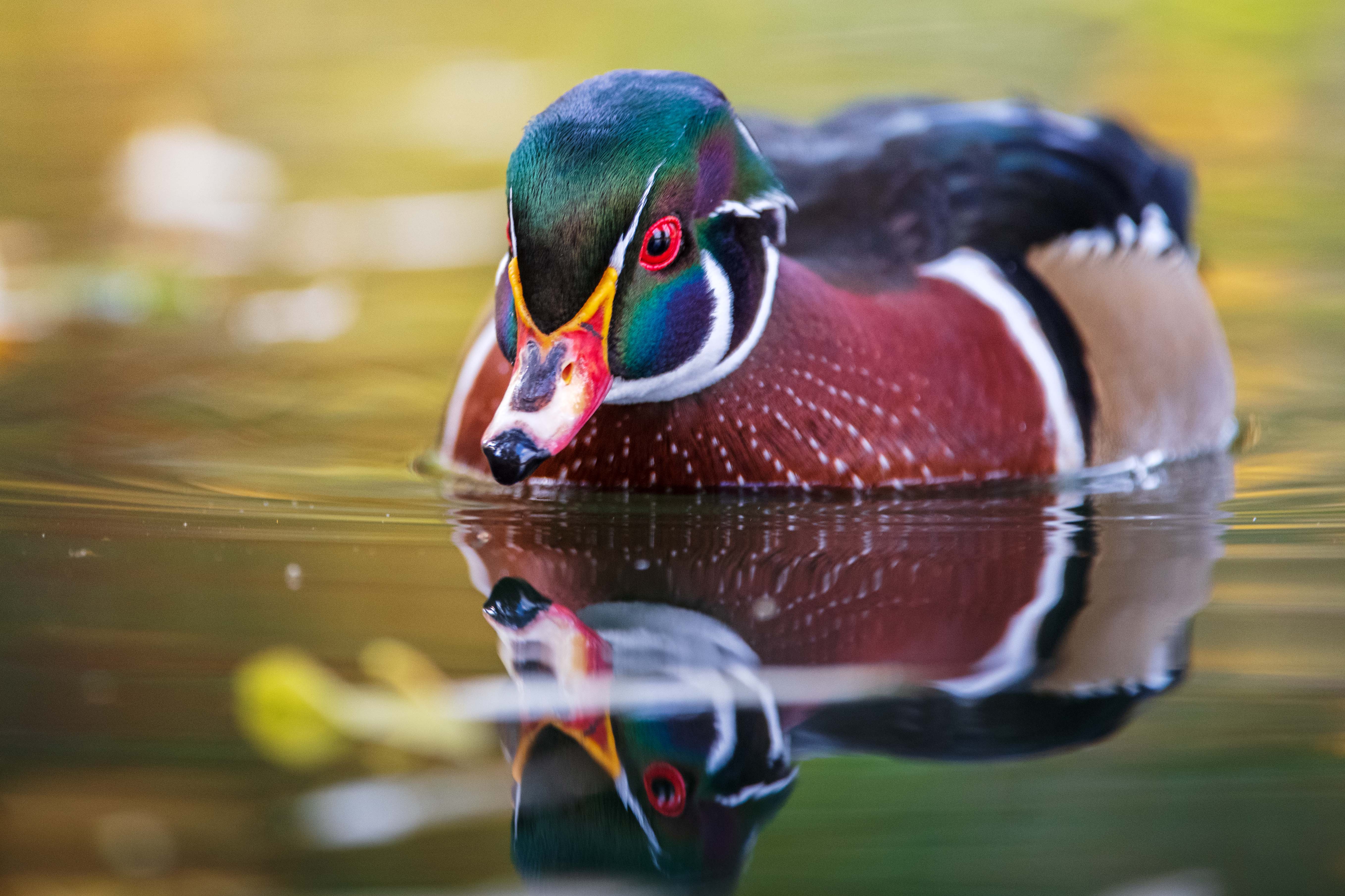 , Павел Ныриков