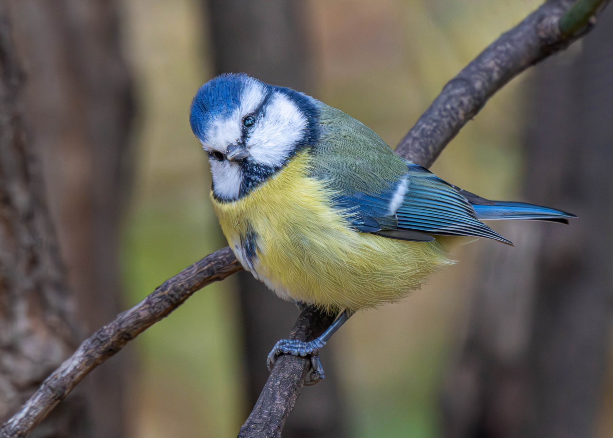 , Волынский Виктор